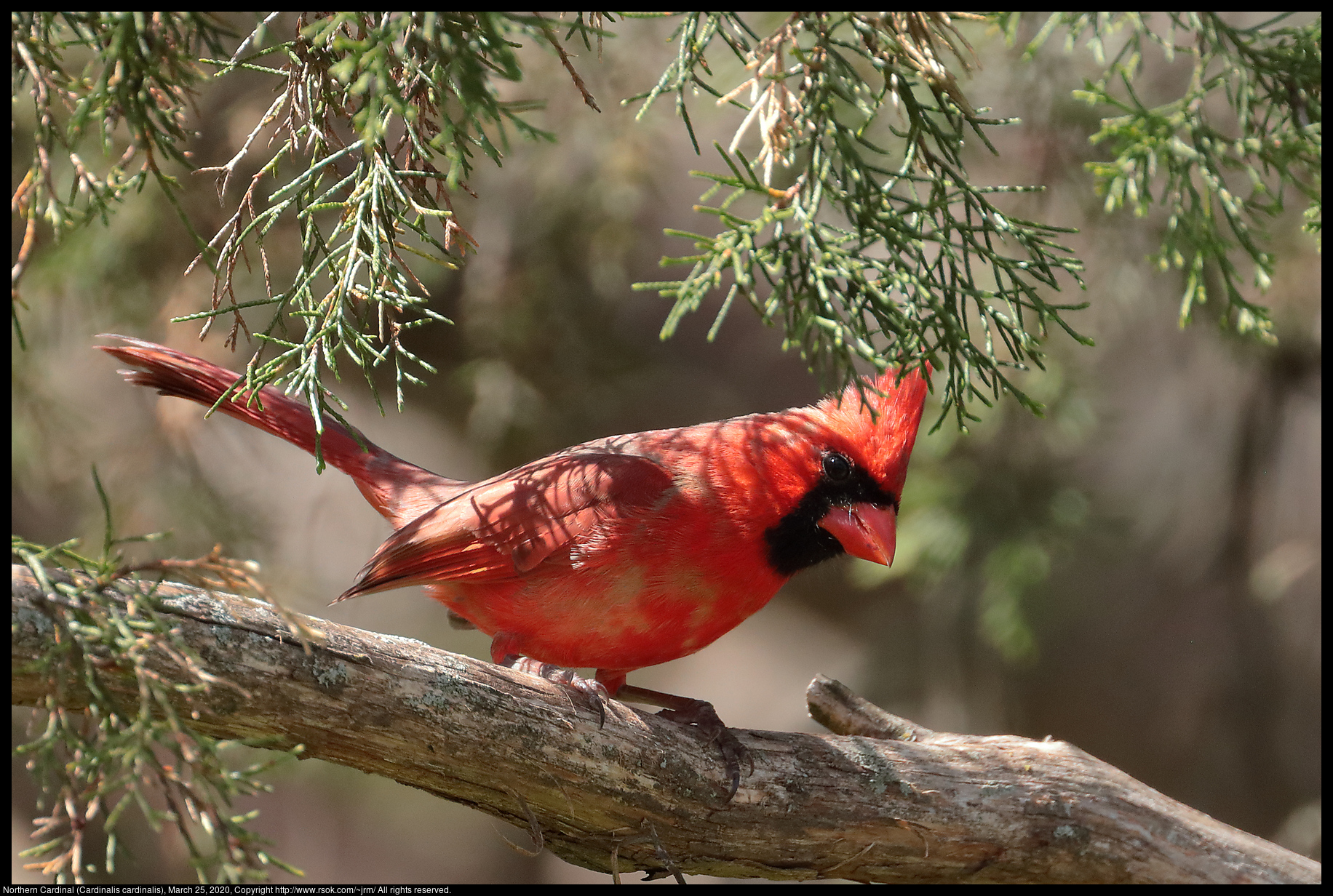 Northern Cardinal (Cardinalis cardinalis), March 25, 2020