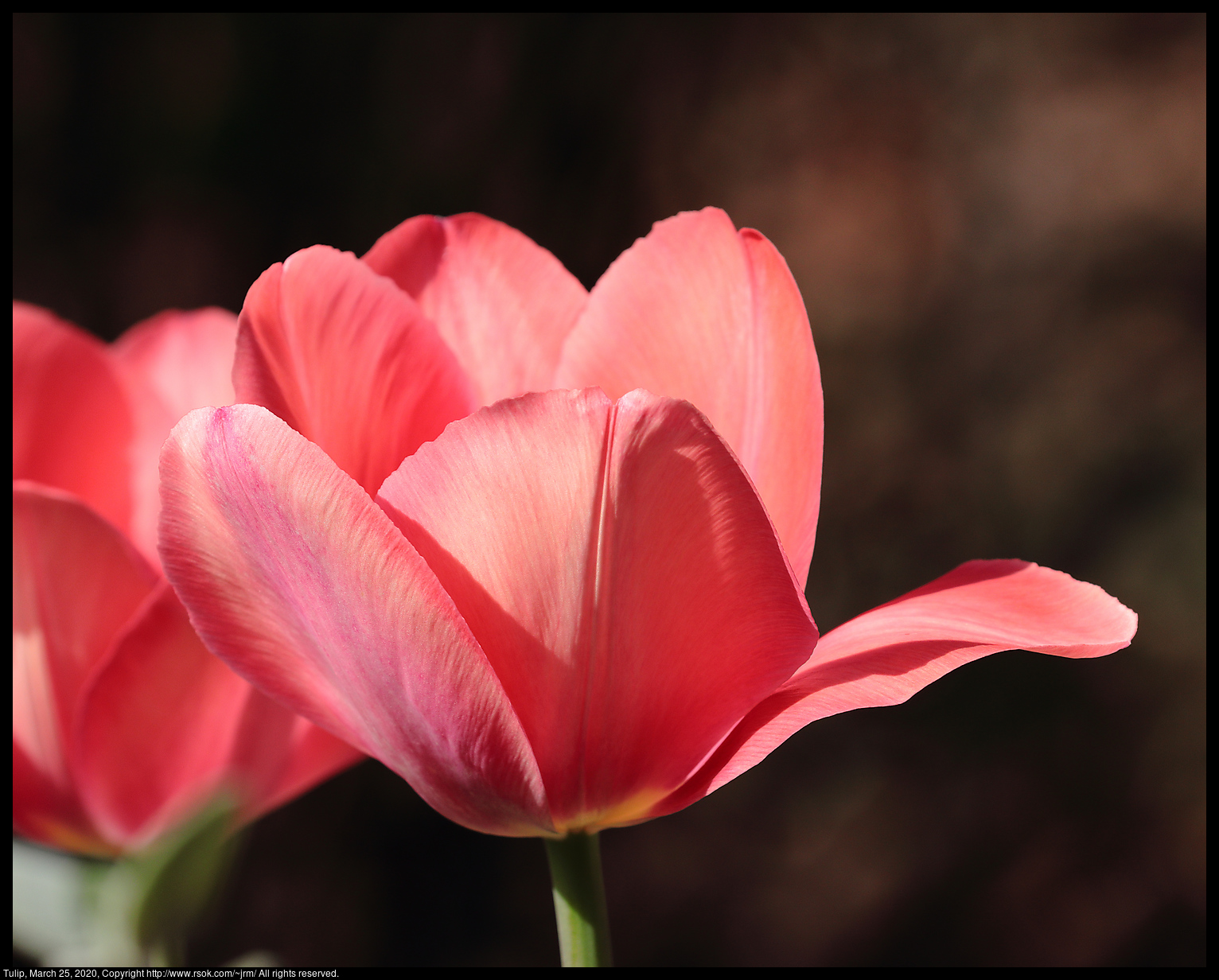 Tulip, March 25, 2020