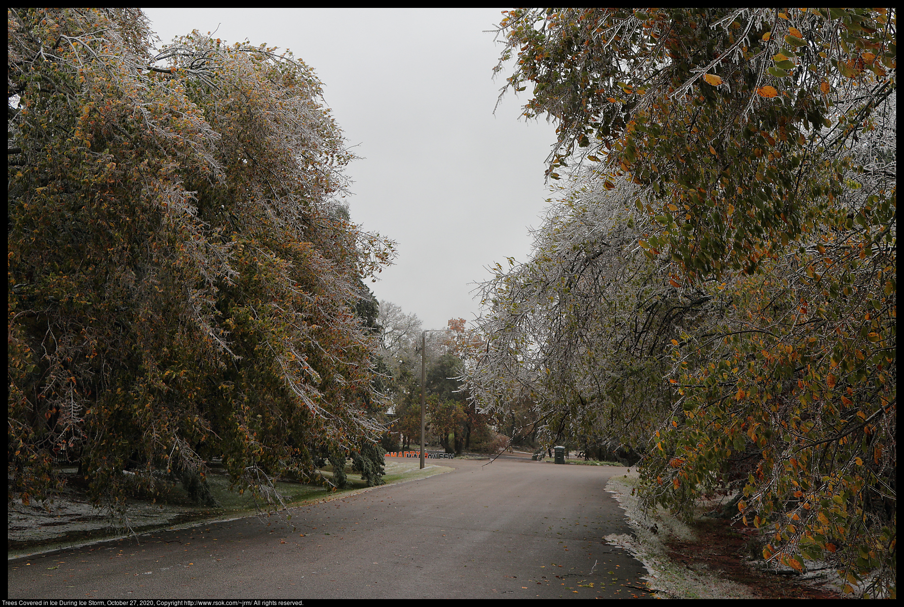 Trees Covered in Ice During Ice Storm, October 27, 2020
