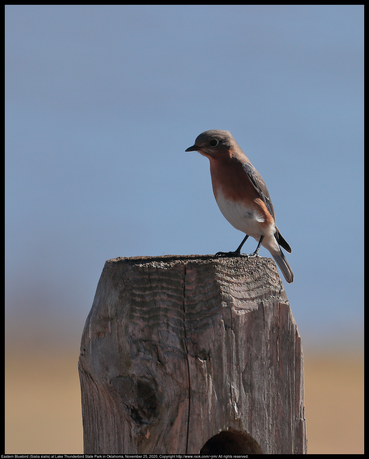 Eastern Bluebird (Sialia sialis) at Lake Thunderbird State Park in Oklahoma, November 25, 2020