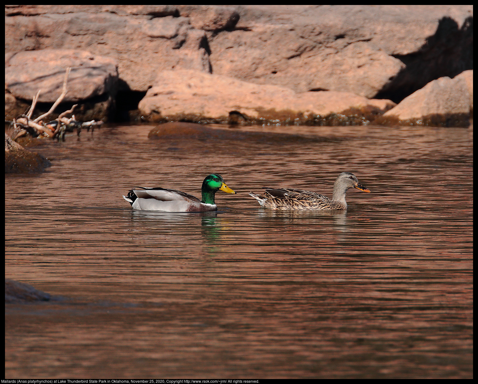 Mallards (Anas platyrhynchos) at Lake Thunderbird State Park in Oklahoma, November 25, 2020