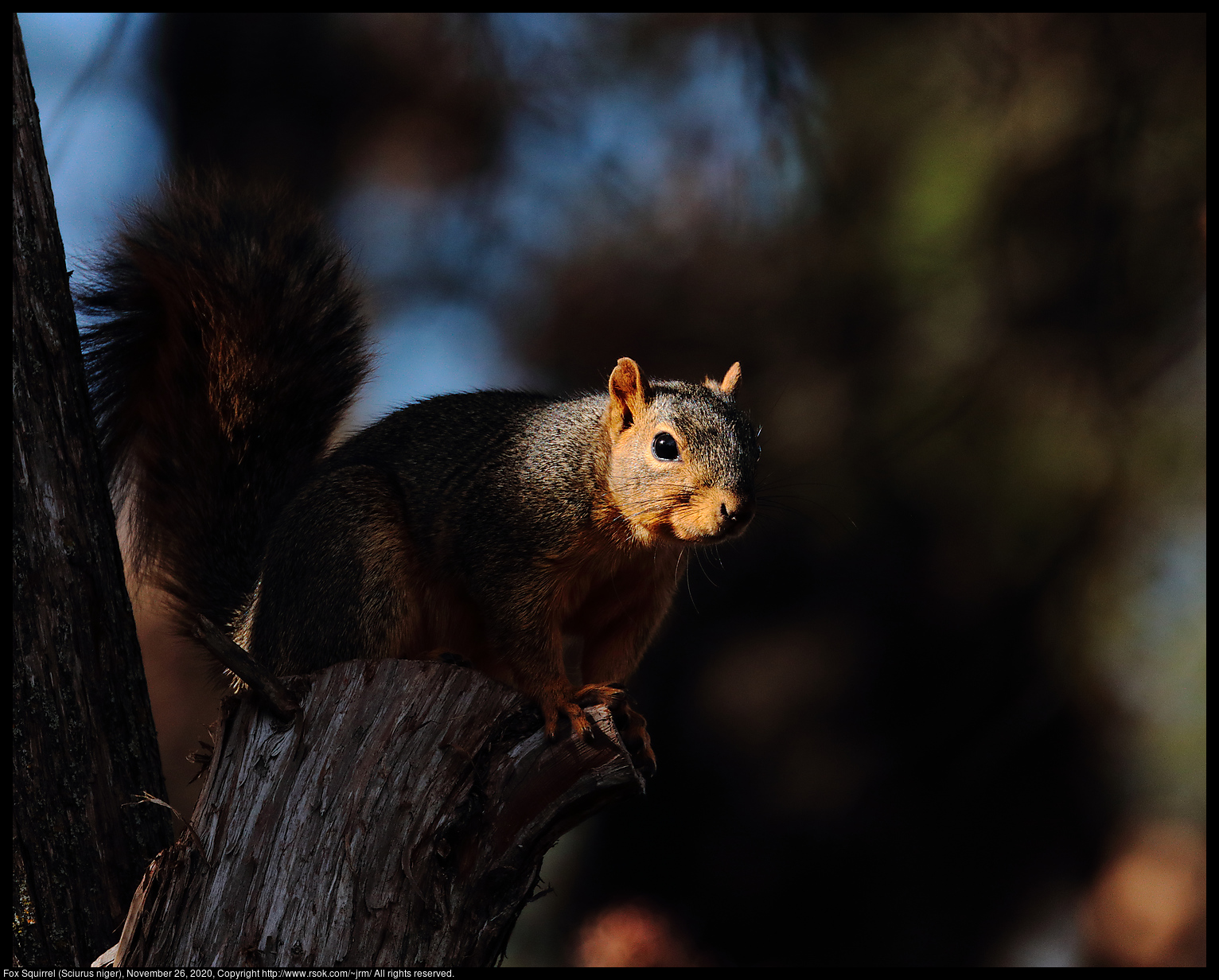 Fox Squirrel (Sciurus niger), November 26, 2020