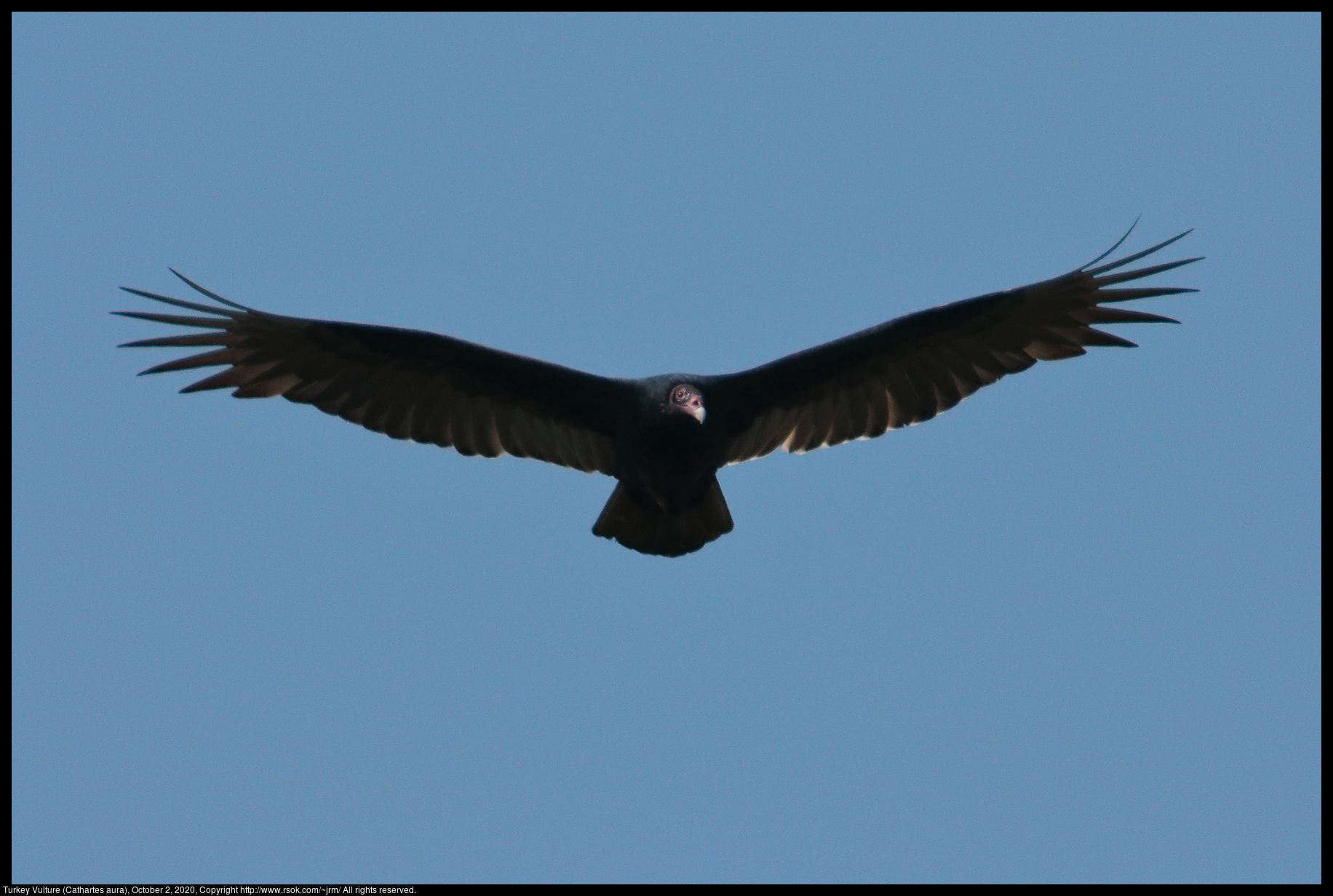 Turkey Vulture (Cathartes aura), October 2, 2020