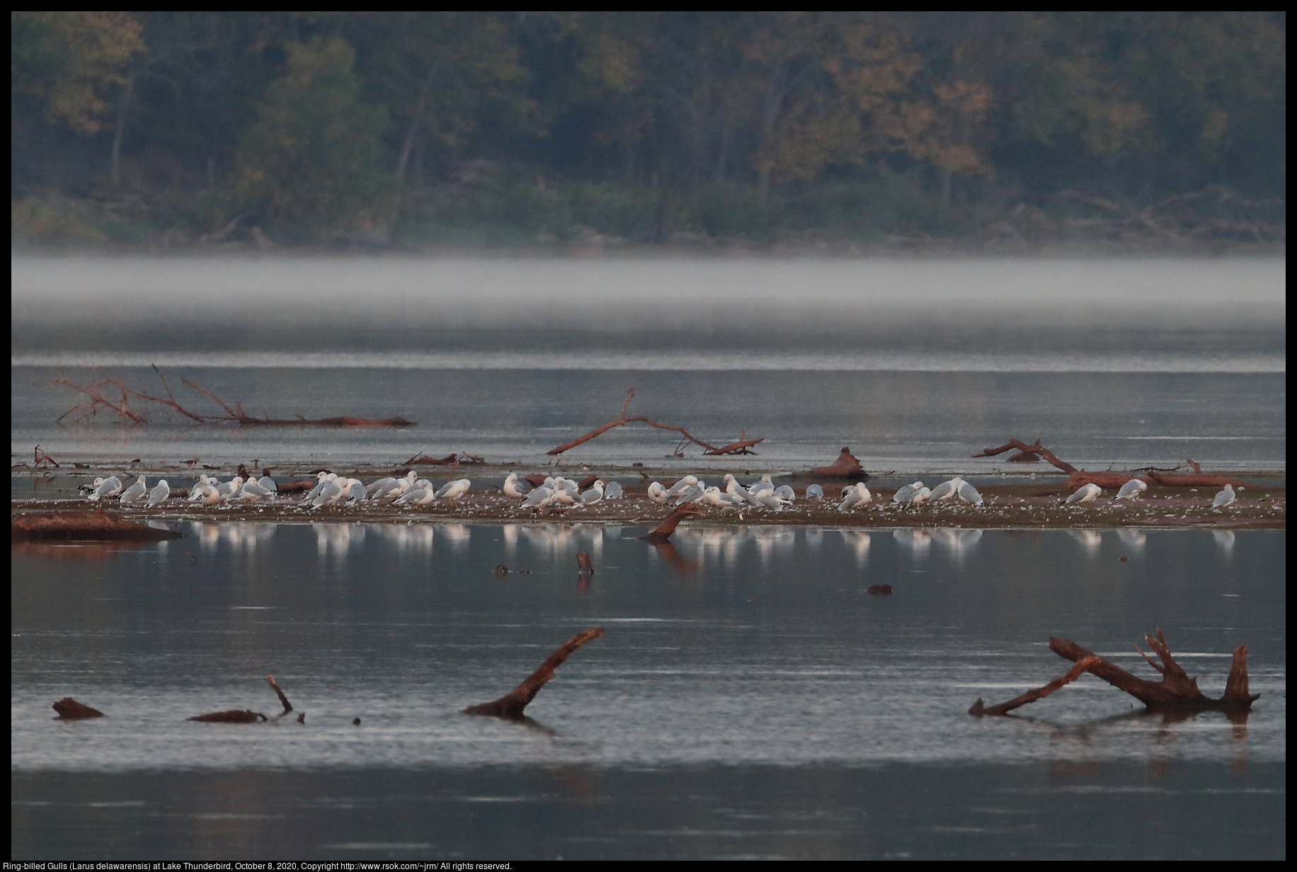 Ring-billed Gulls (Larus delawarensis) at Lake Thunderbird, October 8, 2020