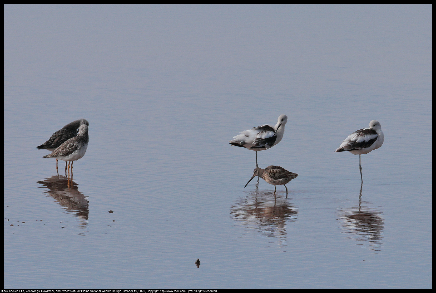 Shorebirds at Salt Plains National Wildlife Refuge, October 19, 2020