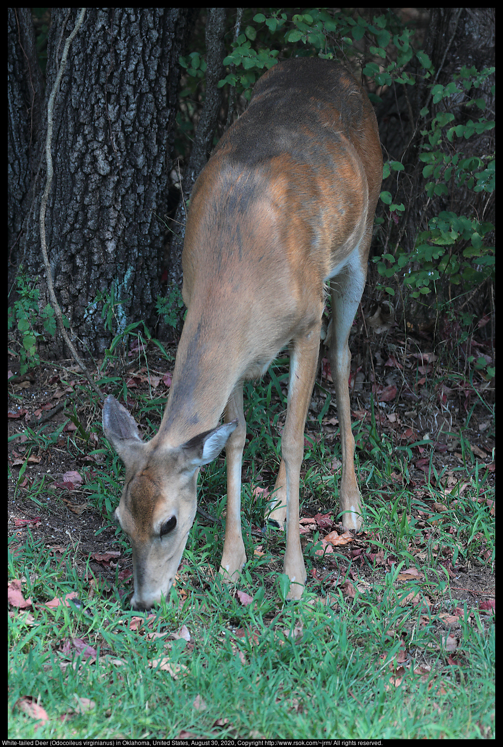 White-tailed Deer (Odocoileus virginianus) in Oklahoma, United States, August 30, 2020