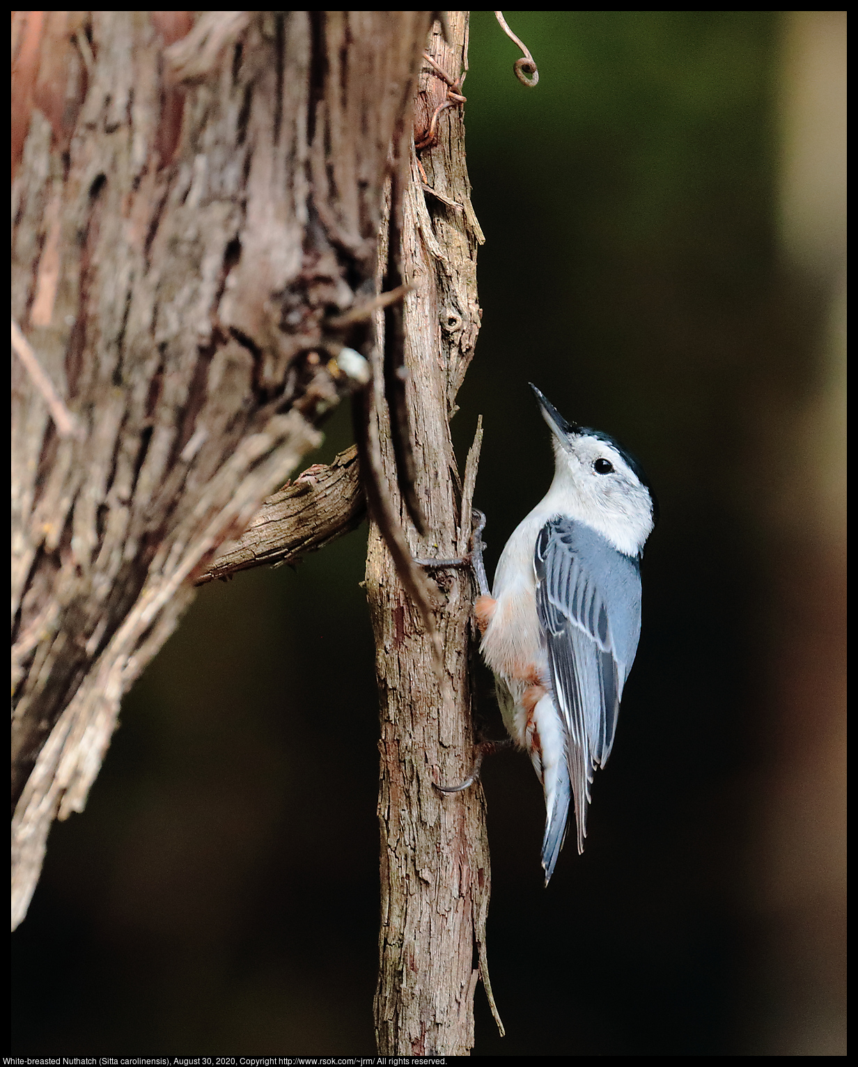 White-breasted Nuthatch (Sitta carolinensis), August 30, 2020