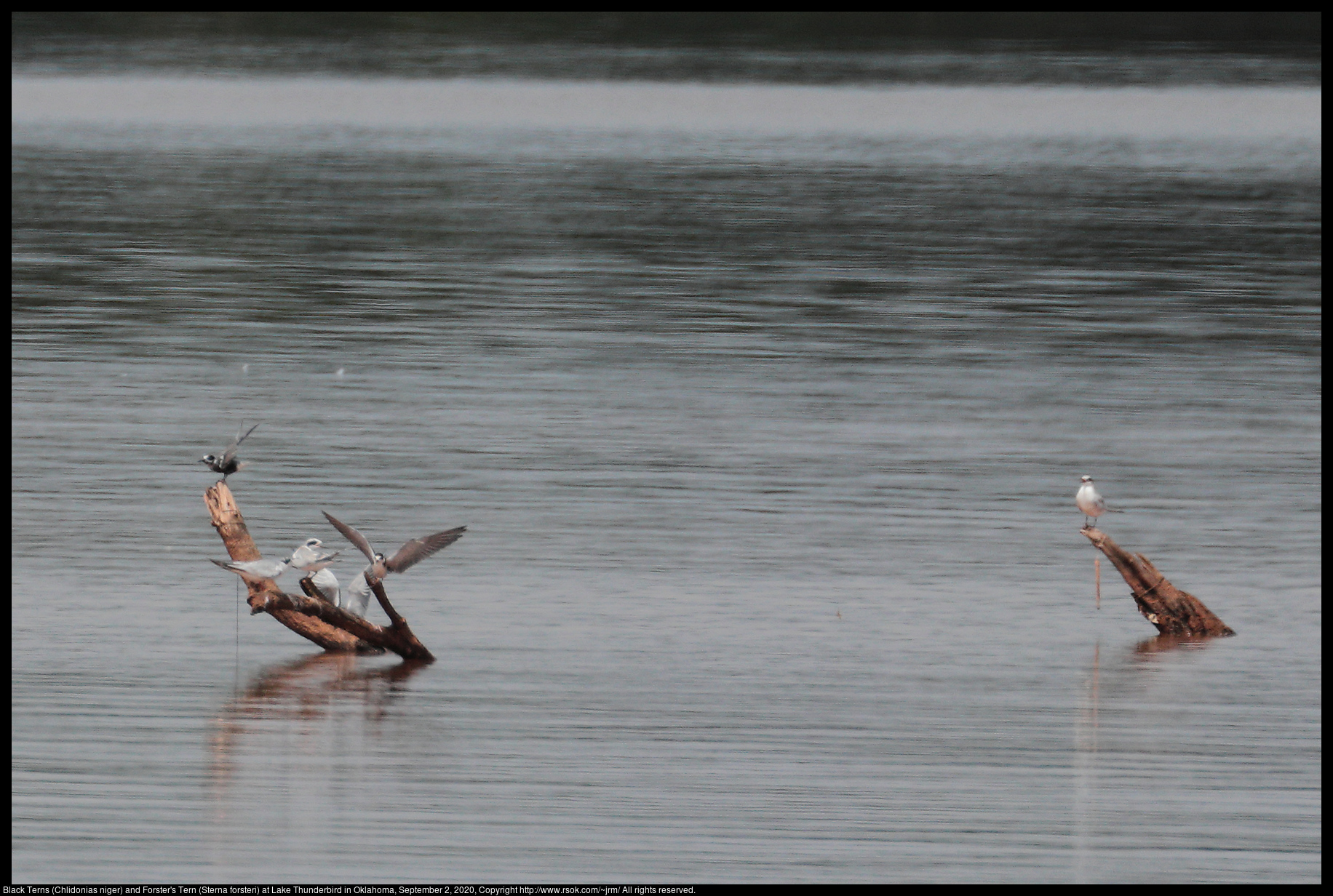 Black Terns (Chlidonias niger) and Forster's Tern (Sterna forsteri) at Lake Thunderbird in Oklahoma, September 2, 2020