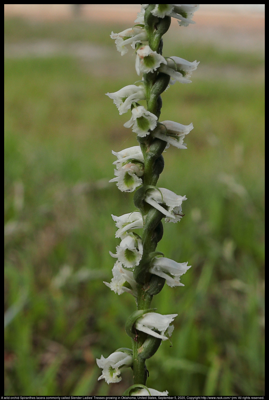 A wild orchid Spiranthes lacera commonly called Slender Ladies's Tresses growing in Oklahoma, United States, September 5, 2020
