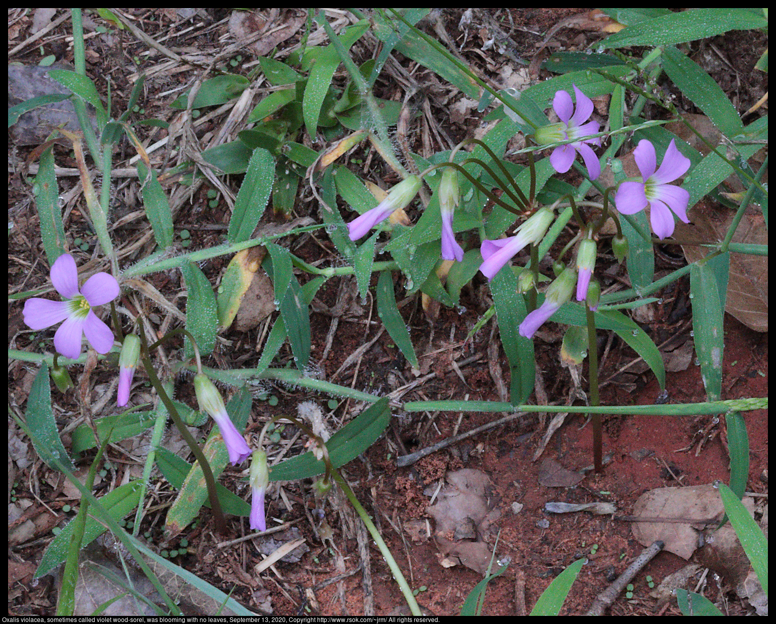 Oxalis violacea, sometimes called violet wood-sorel, was blooming with no leaves, September 13, 2020