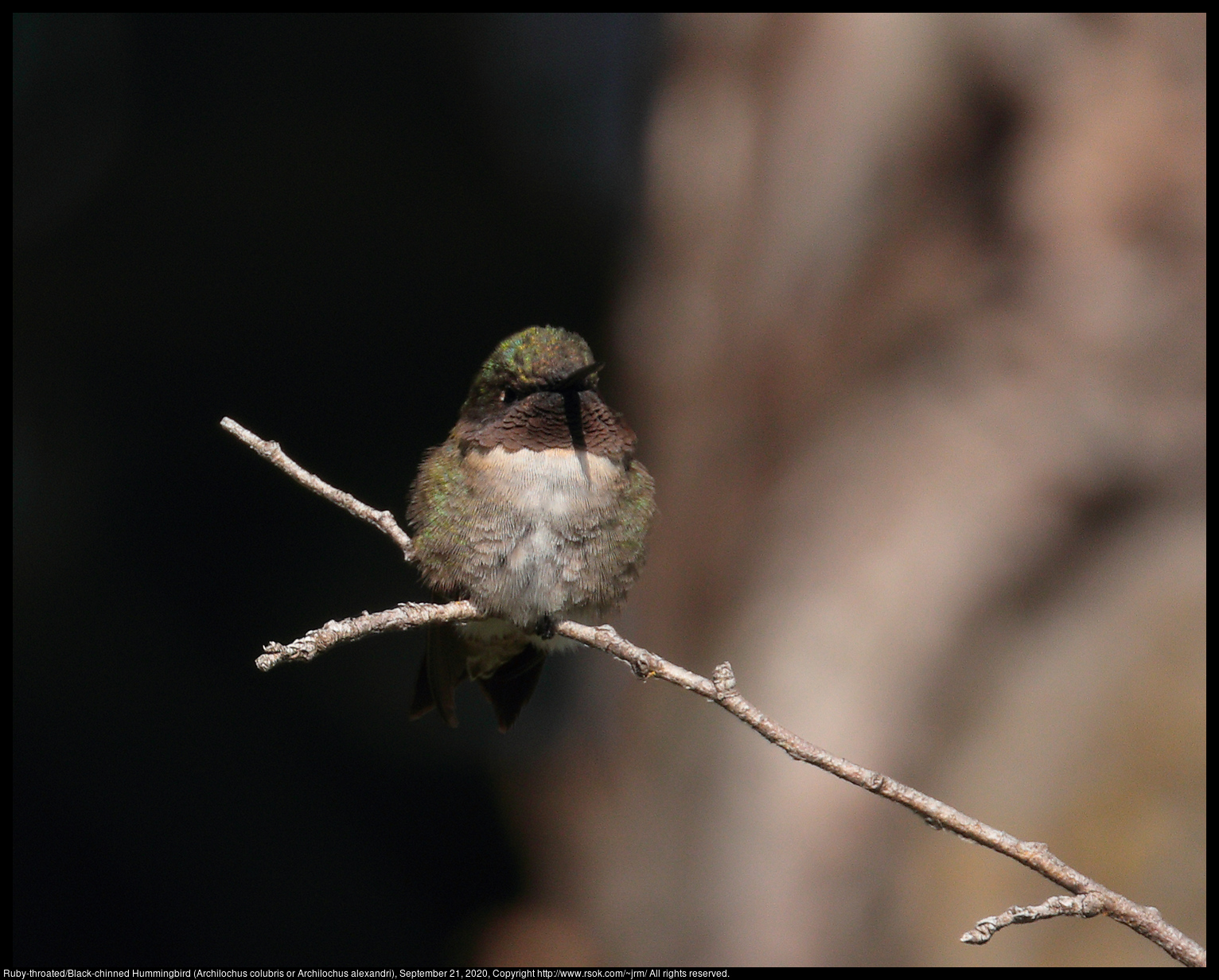Ruby-throated/Black-chinned Hummingbird (Archilochus colubris or Archilochus alexandri), September 21, 2020