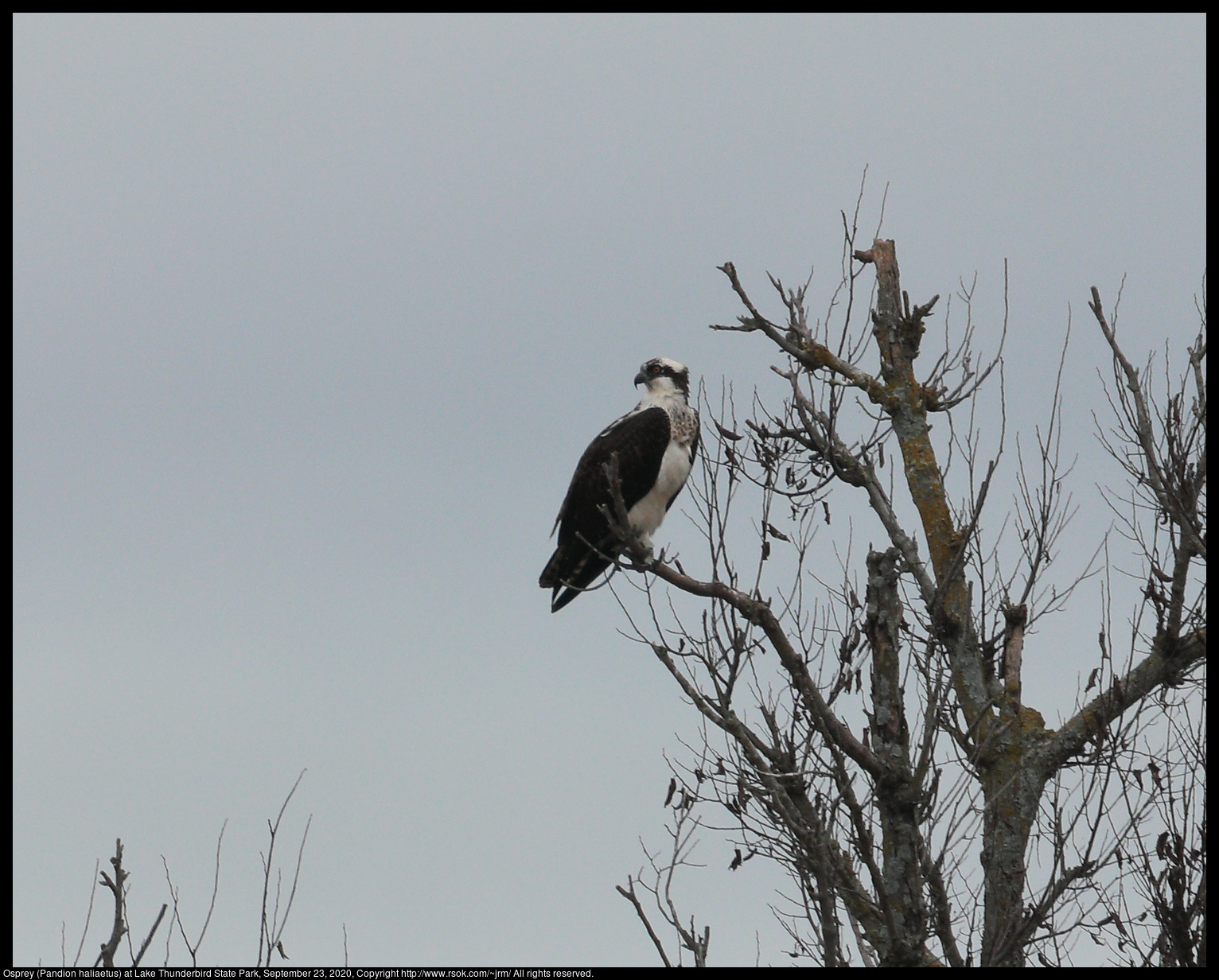 Osprey (Pandion haliaetus) at Lake Thunderbird State Park, September 23, 2020
