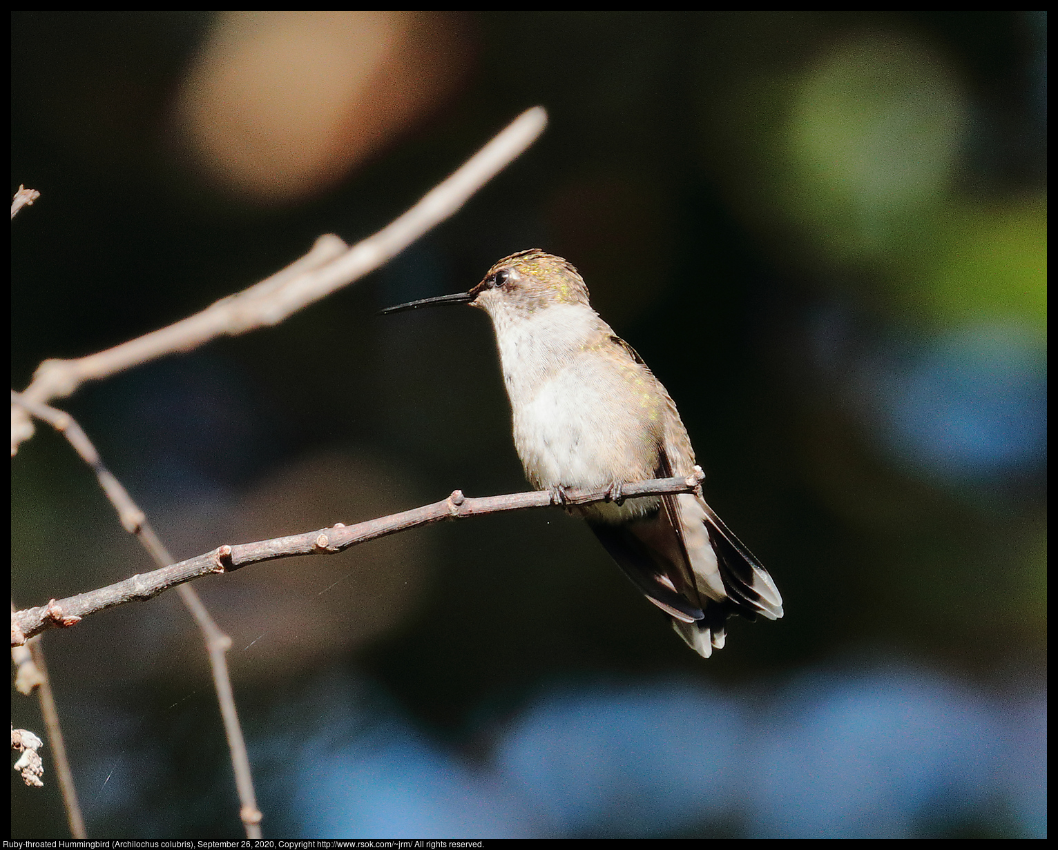 Ruby-throated Hummingbird (Archilochus colubris), September 26, 2020
