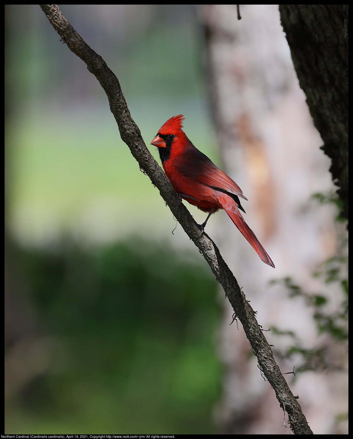 Northern Cardinal (Cardinalis cardinalis), April 19, 2021