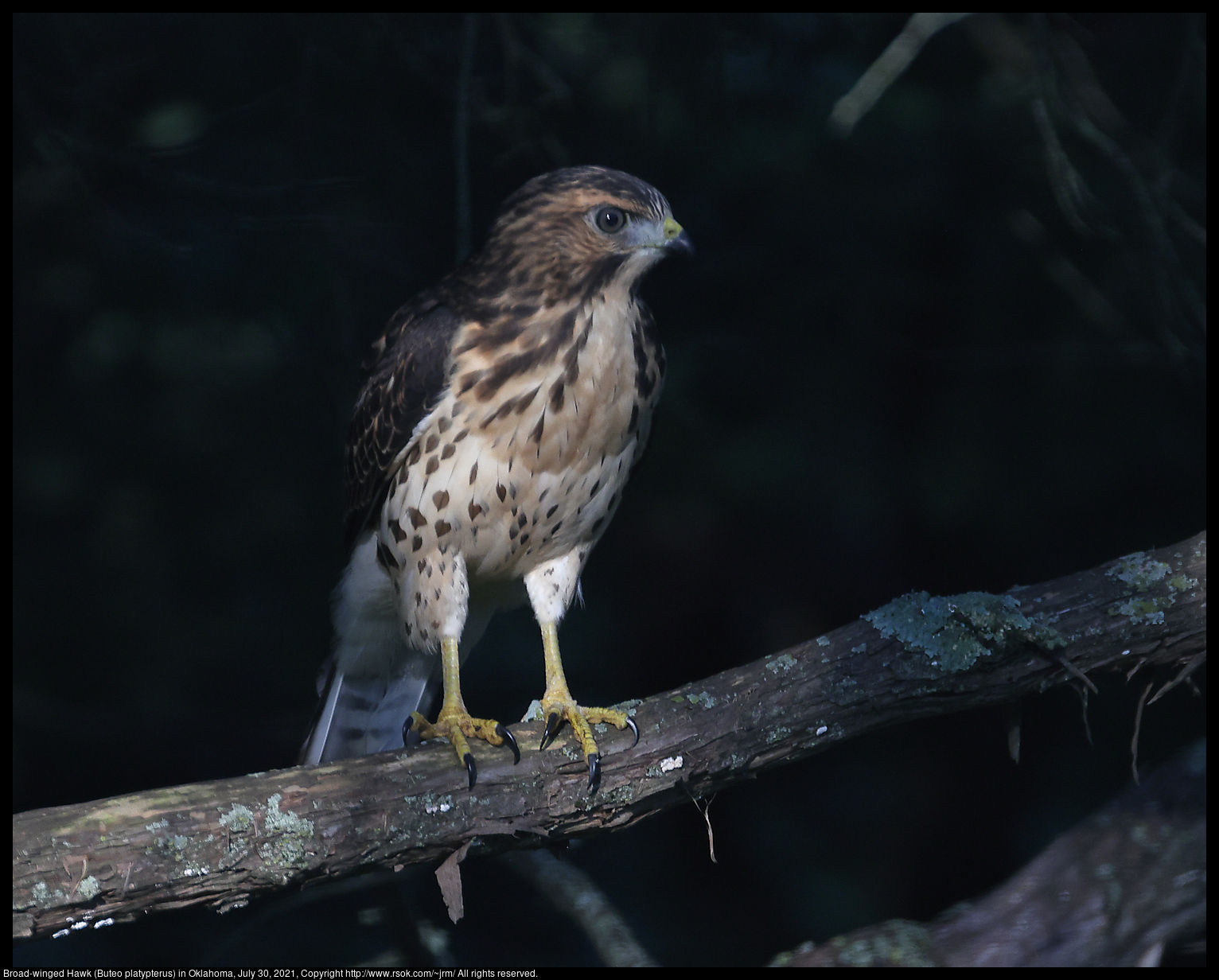 Broad-winged Hawk (Buteo platypterus) in Oklahoma, July 30, 2021