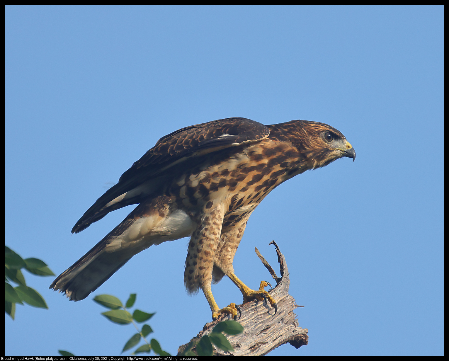 Broad-winged Hawk (Buteo platypterus) in Oklahoma, July 30, 2021