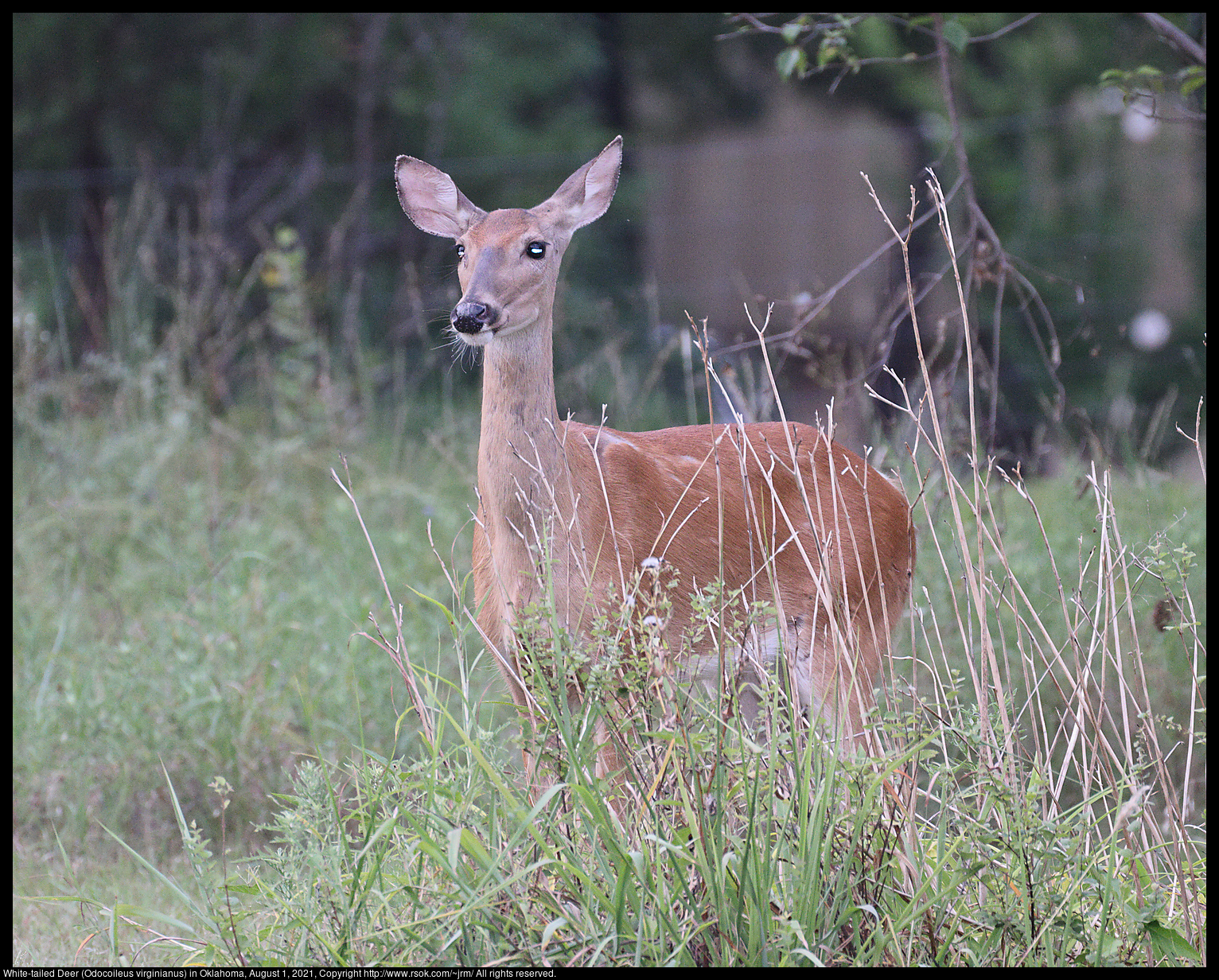 White-tailed Deer (Odocoileus virginianus) in Oklahoma, August 1, 2021