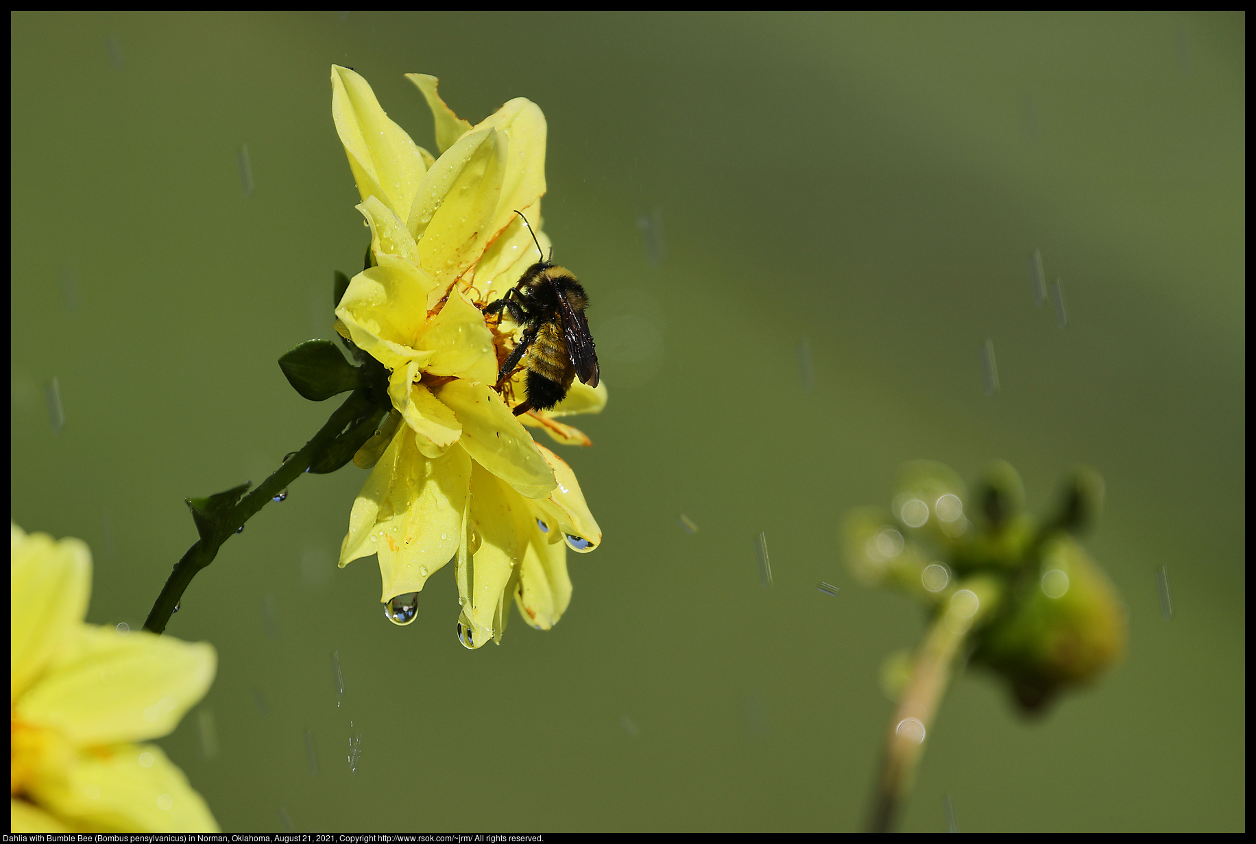 Dahlia with Bumble Bee (Bombus pensylvanicus) in Norman, Oklahoma, August 21, 2021