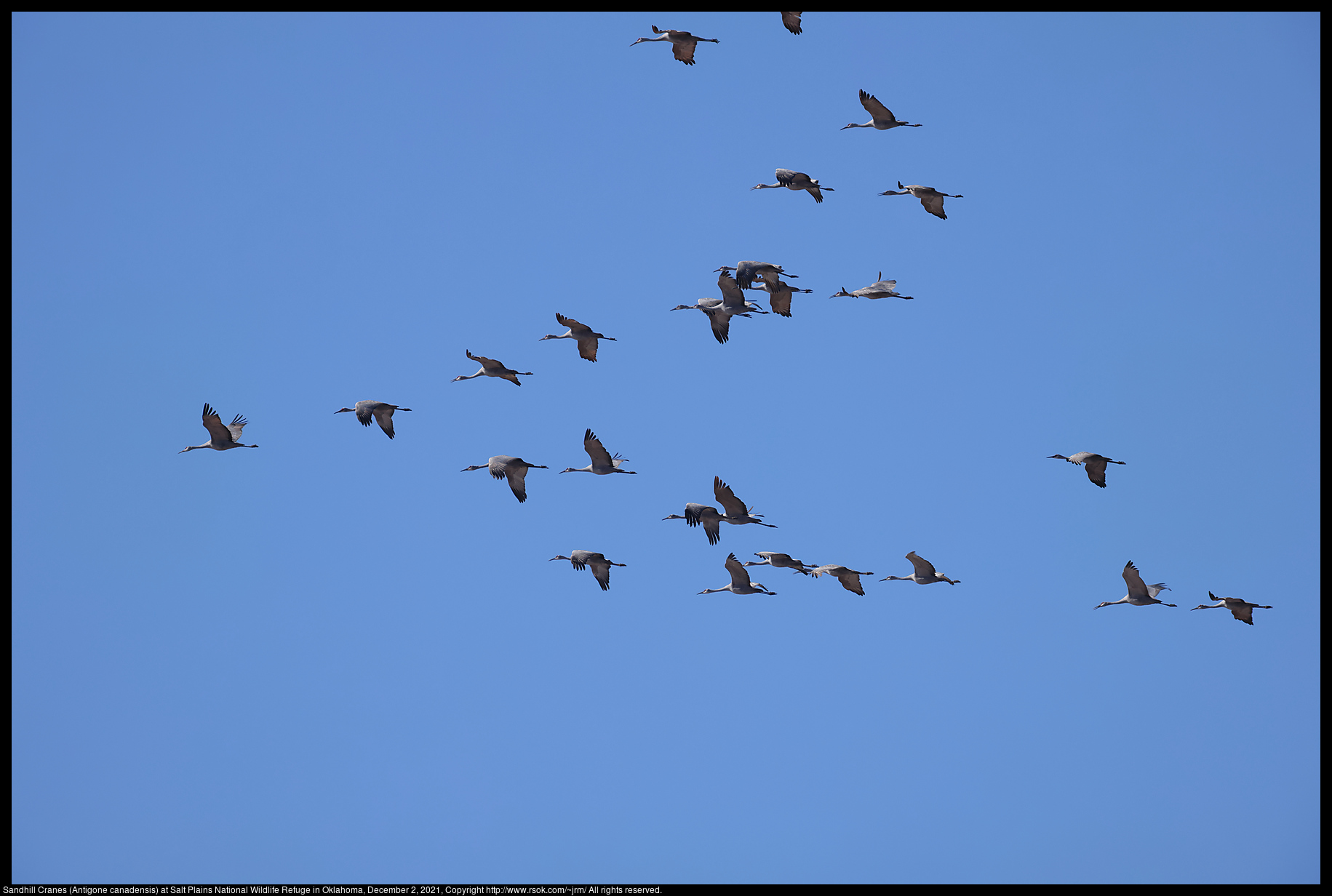 Sandhill Cranes (Antigone canadensis) at Salt Plains National Wildlife Refuge in Oklahoma, December 2, 2021