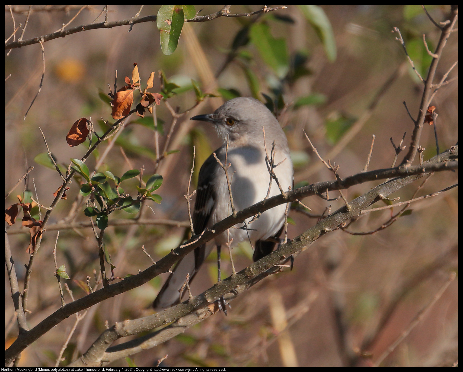 Northern Mockingbird (Mimus polyglottos) at Lake Thunderbird, February 4, 2021