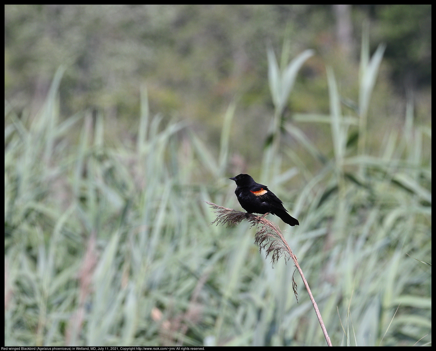 Red-winged Blackbird (Agelaius phoeniceus) in wetland, MD, July 11, 2021