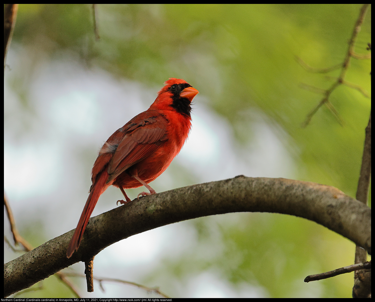Northern Cardinal (Cardinalis cardinalis) in Annapolis, MD, July 11, 2021