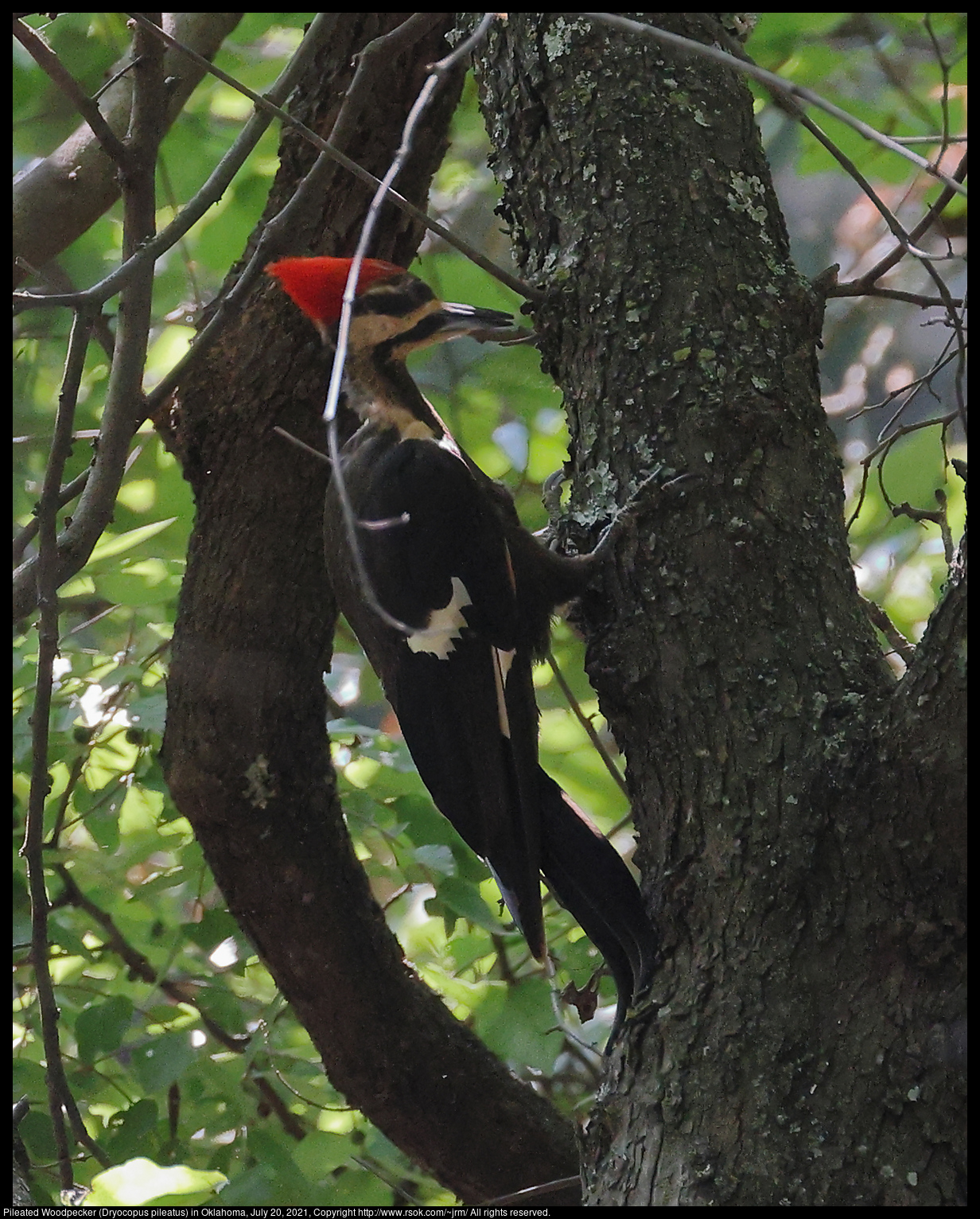 Pileated Woodpecker (Dryocopus pileatus) in Oklahoma, July 20, 2021