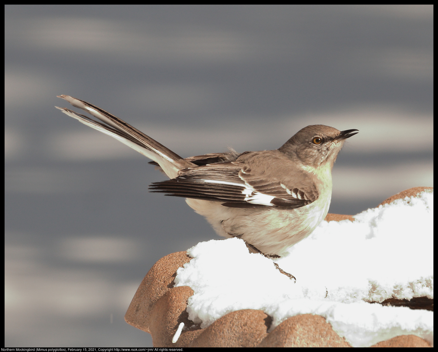 Northern Mockingbird (Mimus polyglottos), February 15, 2021