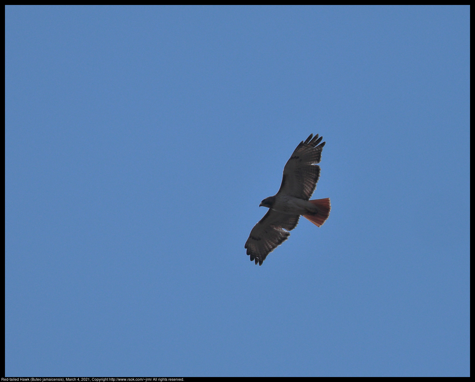 Red-tailed Hawk (Buteo jamaicensis), March 4, 2021