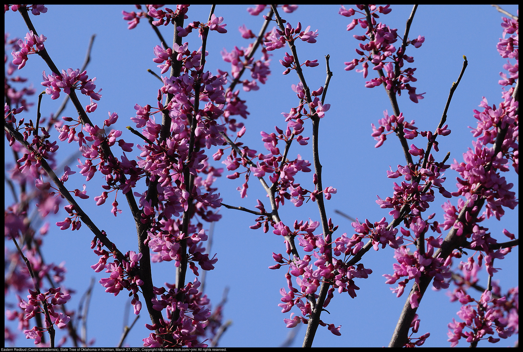 Eastern Redbud (Cercis canadensis), State Tree of Oklahoma in Norman, March 27, 2021
