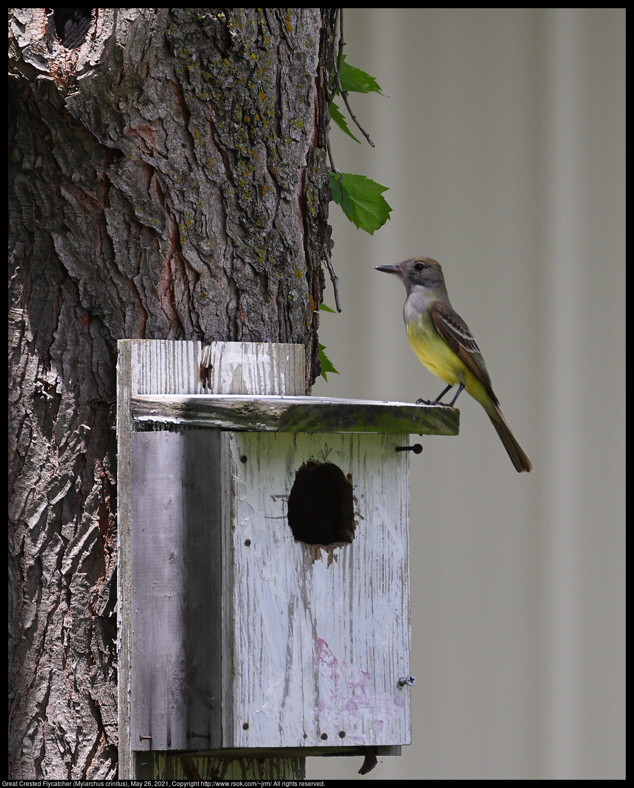 Great Crested Flycatcher (Myiarchus crinitus), May 26, 2021