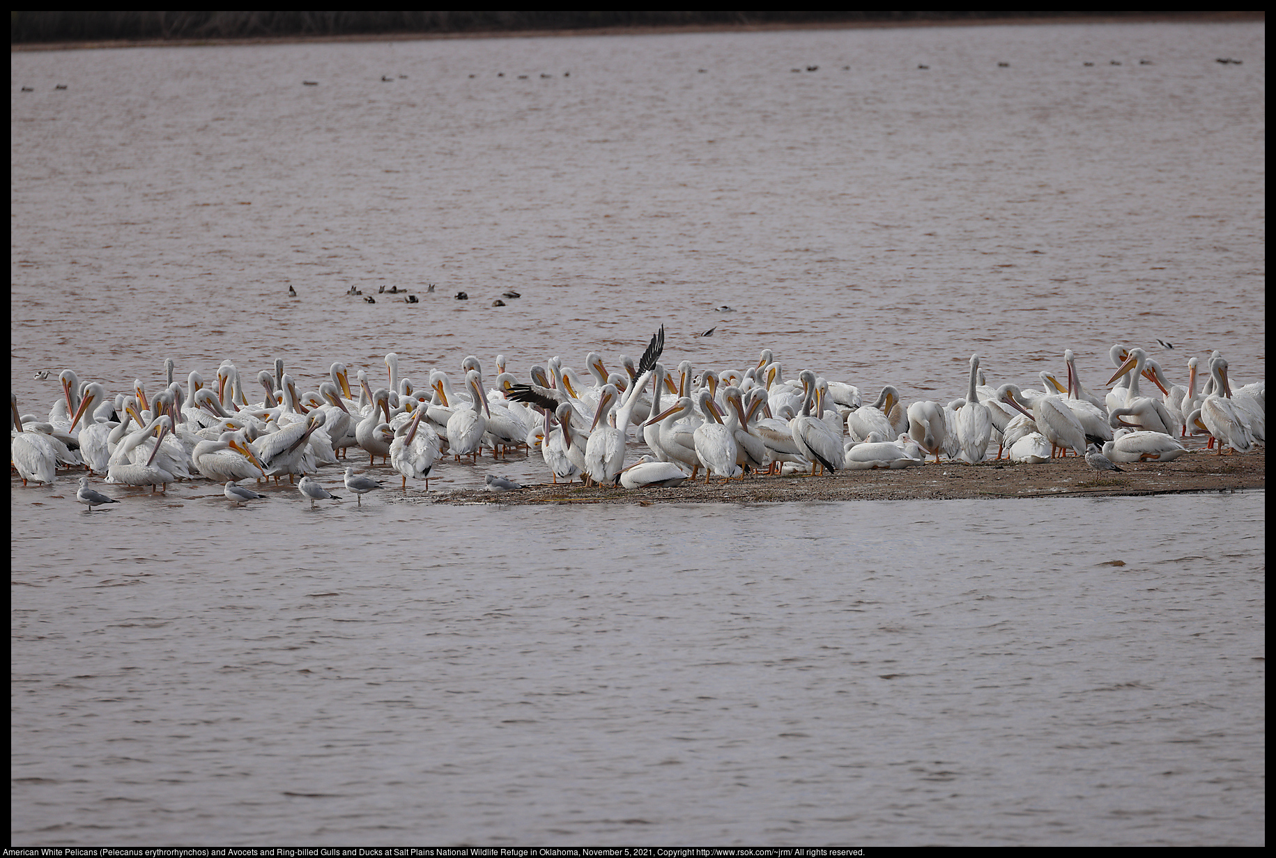 American White Pelicans (Pelecanus erythrorhynchos) and Avocets and Ring-billed Gulls and Ducks at Salt Plains National Wildlife Refuge in Oklahoma, November 5, 2021