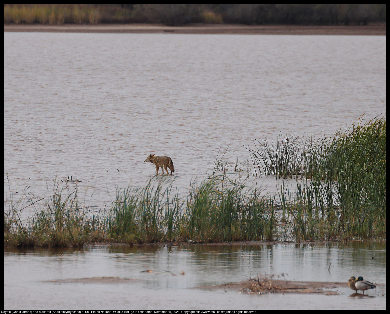 Coyote (Canis latrans) and Mallards (Anas platyrhynchos) at Salt Plains National Wildlife Refuge in Oklahoma, November 5, 2021