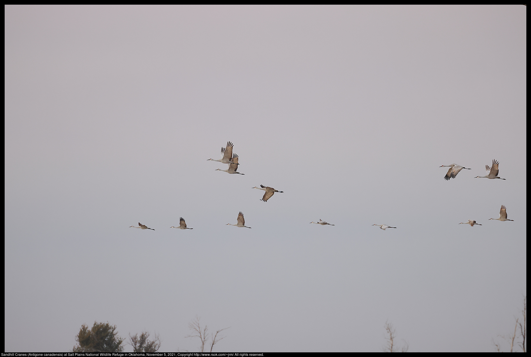Sandhill Cranes (Antigone canadensis) at Salt Plains National Wildlife Refuge in Oklahoma, November 5, 2021