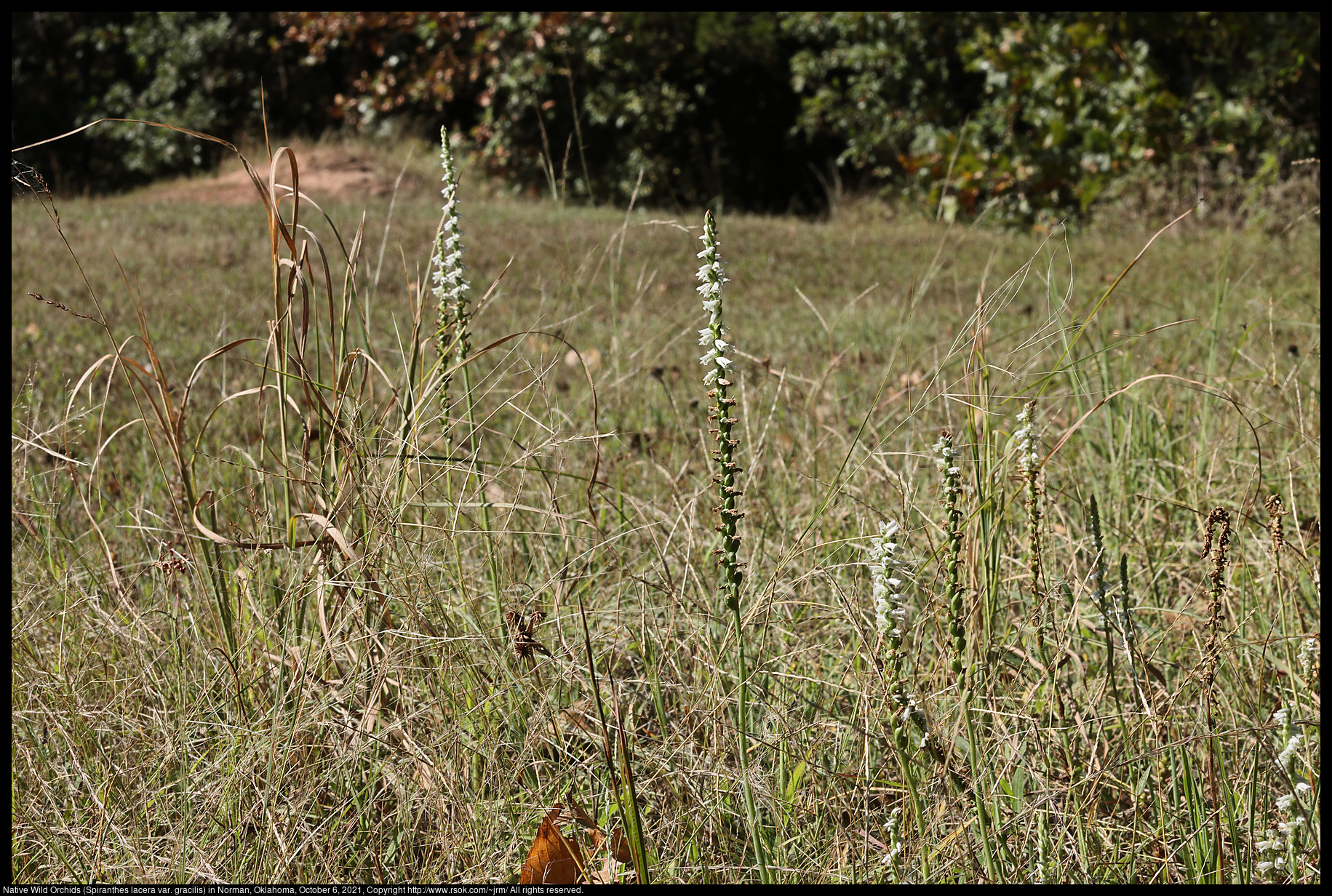 Native Wild Orchids (Spiranthes lacera var. gracilis) in Norman, Oklahoma, October 6, 2021