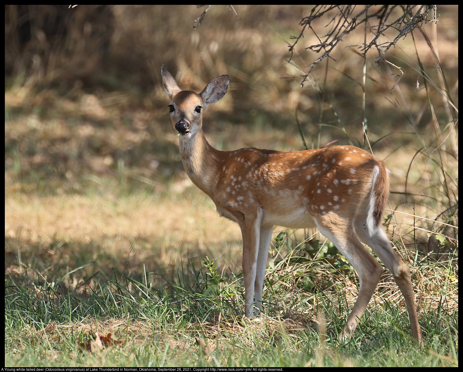A Young white-tailed deer (Odocoileus virginianus) at Lake Thunderbird in Norman, Oklahoma, September 28, 2021