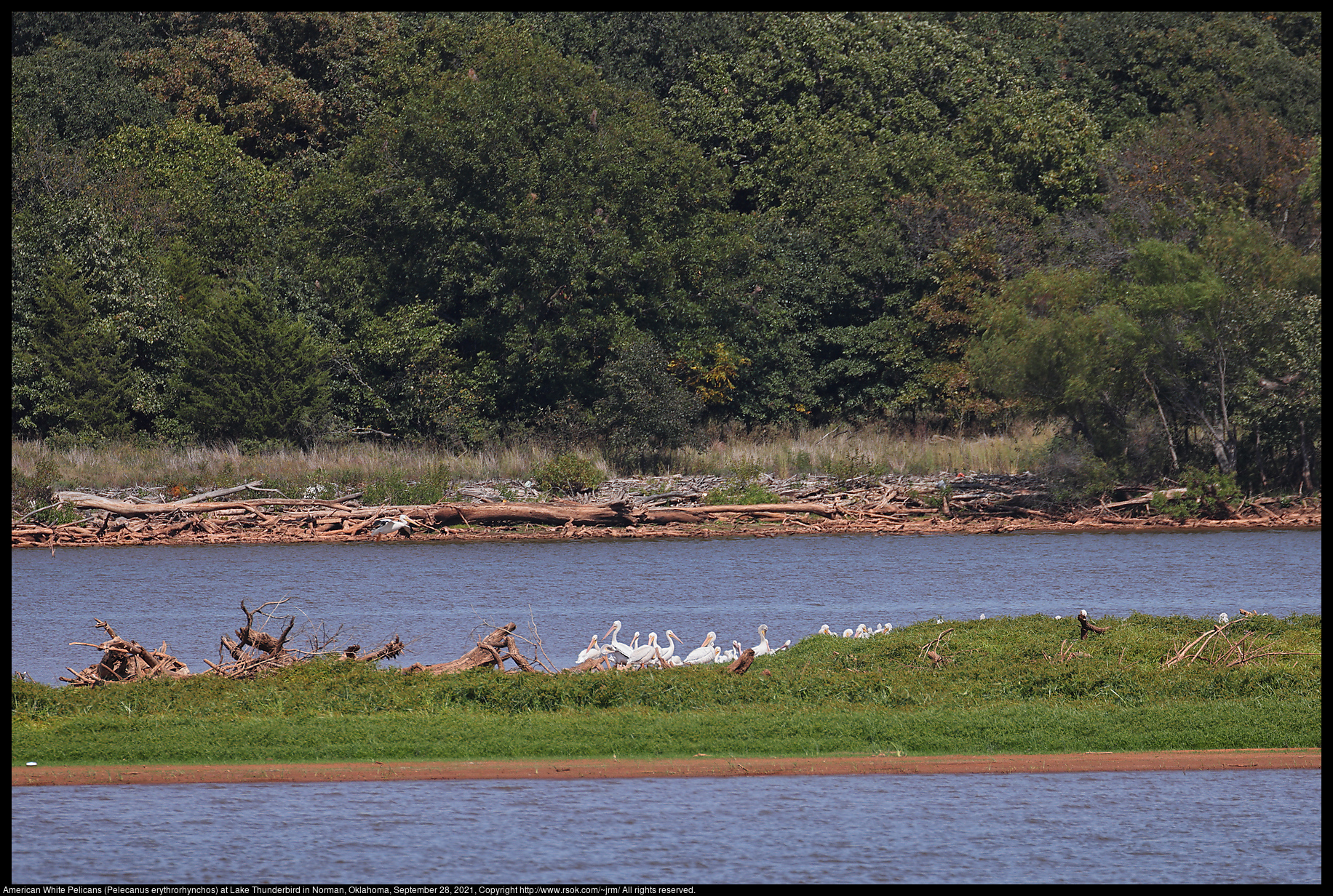 American White Pelicans (Pelecanus erythrorhynchos) at Lake Thunderbird in Norman, Oklahoma, September 28, 2021