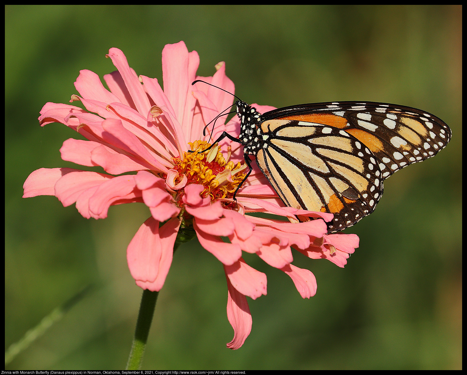 Zinnia with Monarch Butterfly (Danaus plexippus) in Norman, Oklahoma, September 6, 2021