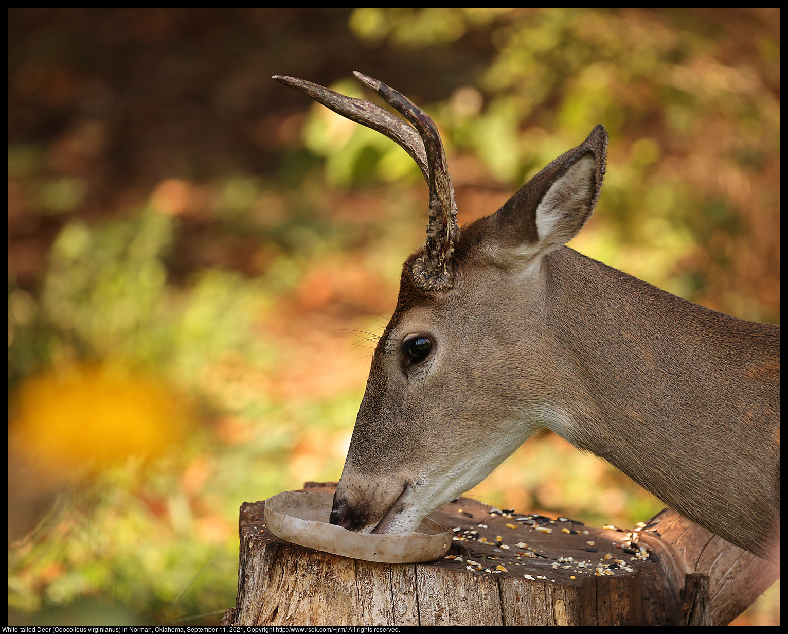 White-tailed Deer (Odocoileus virginianus) in Norman, Oklahoma, September 11, 2021