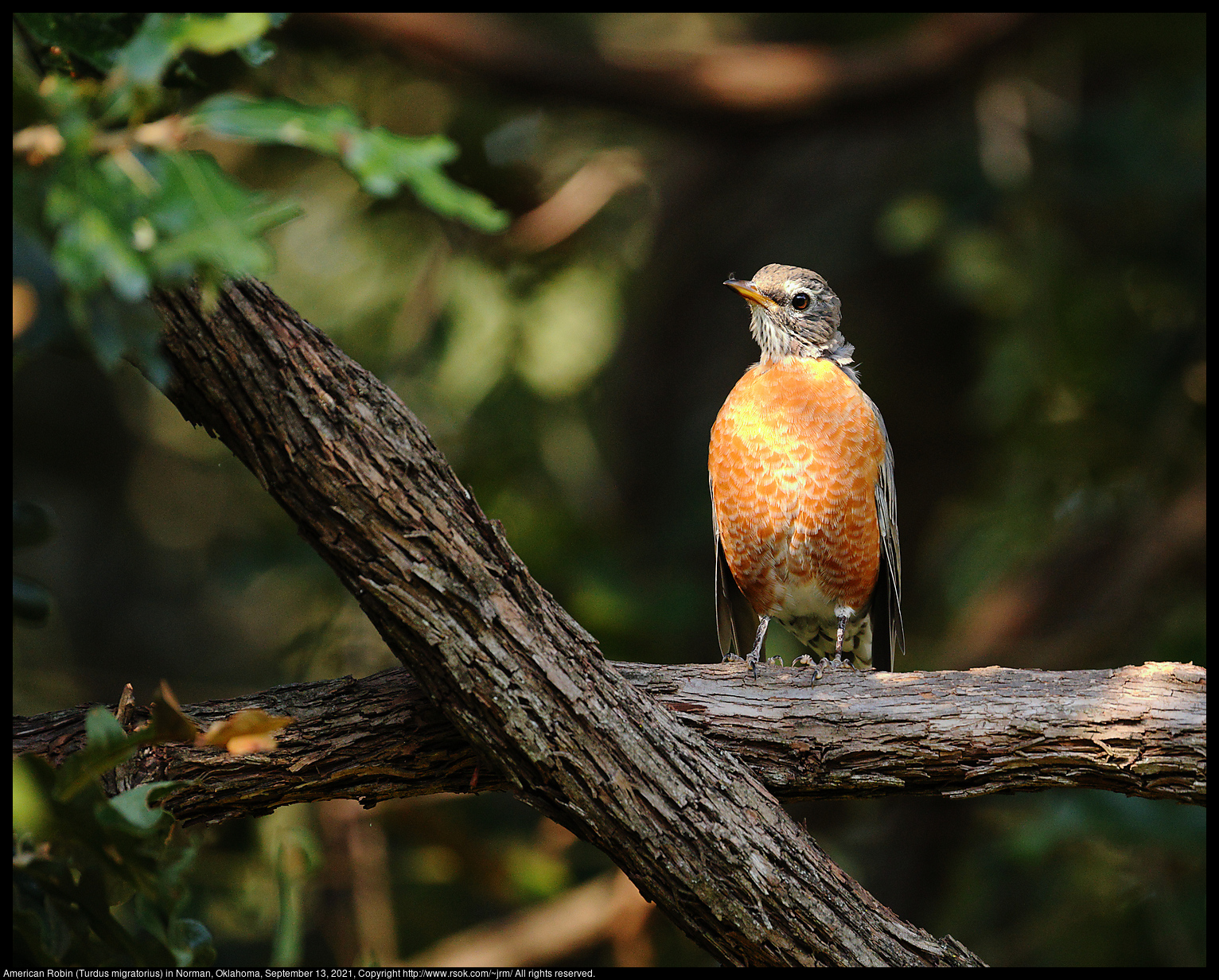 American Robin (Turdus migratorius) in Norman, Oklahoma, September 13, 2021