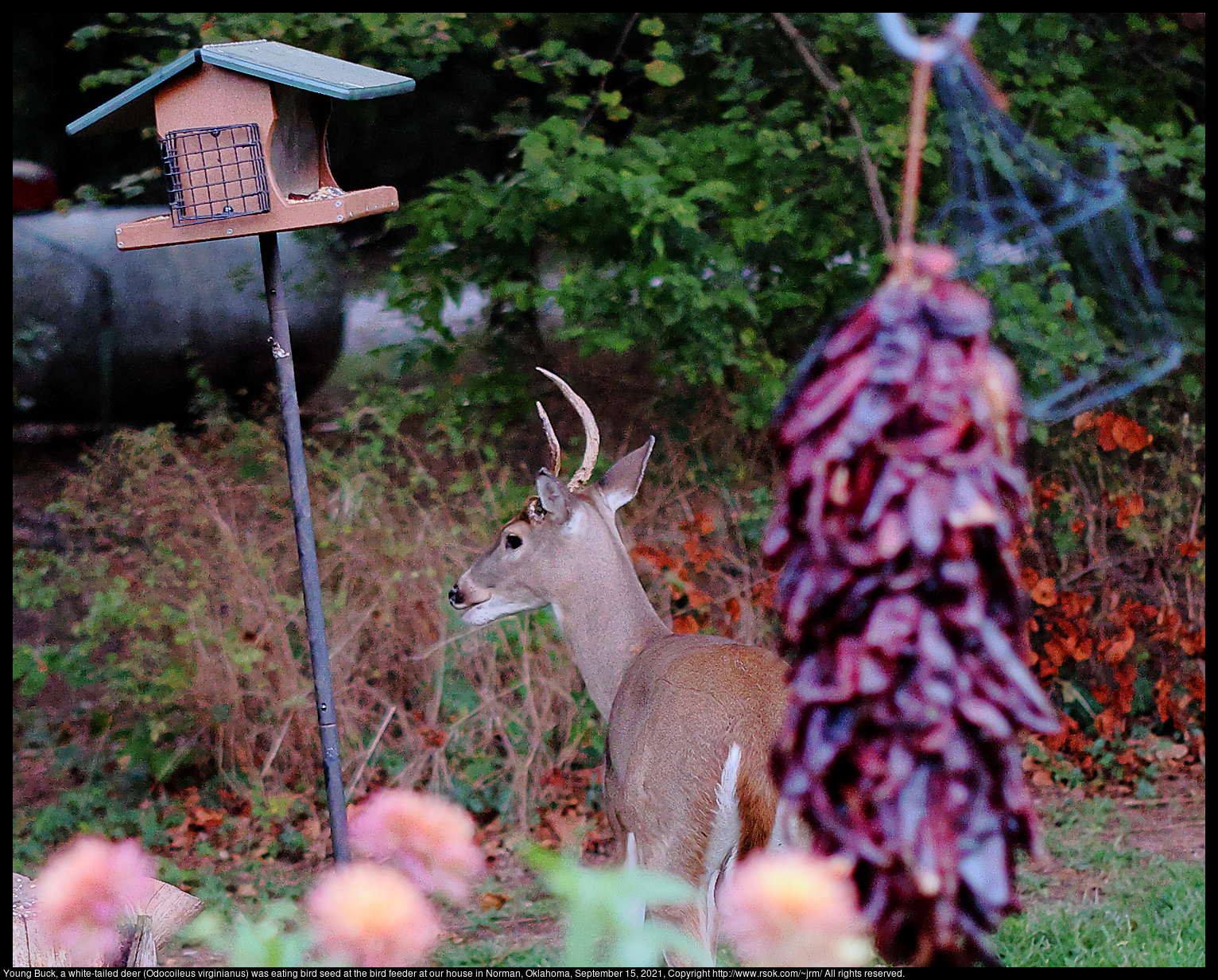 Young Buck, a white-tailed deer (Odocoileus virginianus) was eating bird seed at the bird feeder at our house in Norman, Oklahoma, September 15, 2021