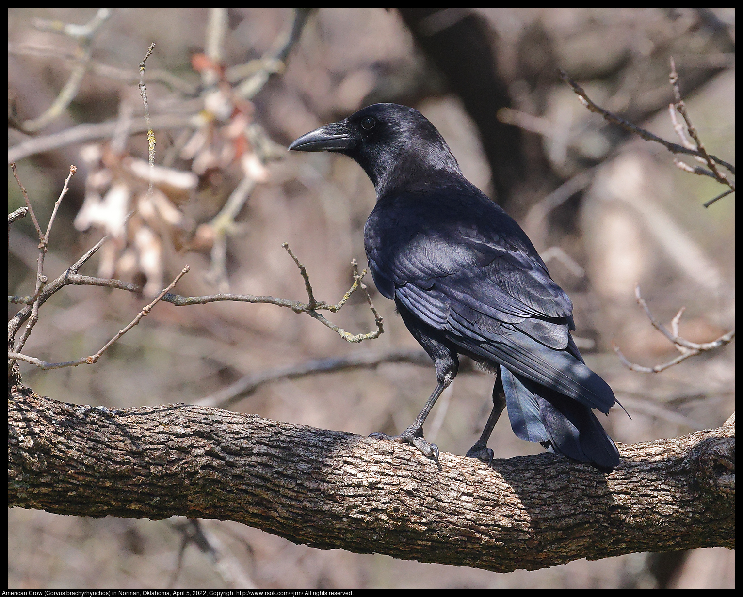 American Crow (Corvus brachyrhynchos) in Norman, Oklahoma, April 5, 2022