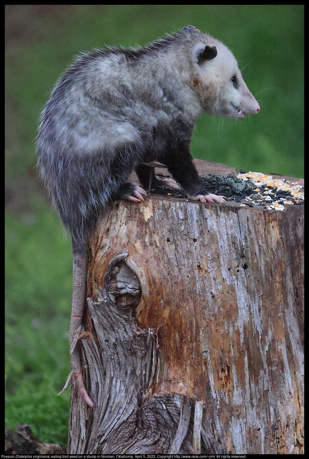 Possum (Didelphis virginiana) eating bird seed on a stump in Norman, Oklahoma, April 5, 2022