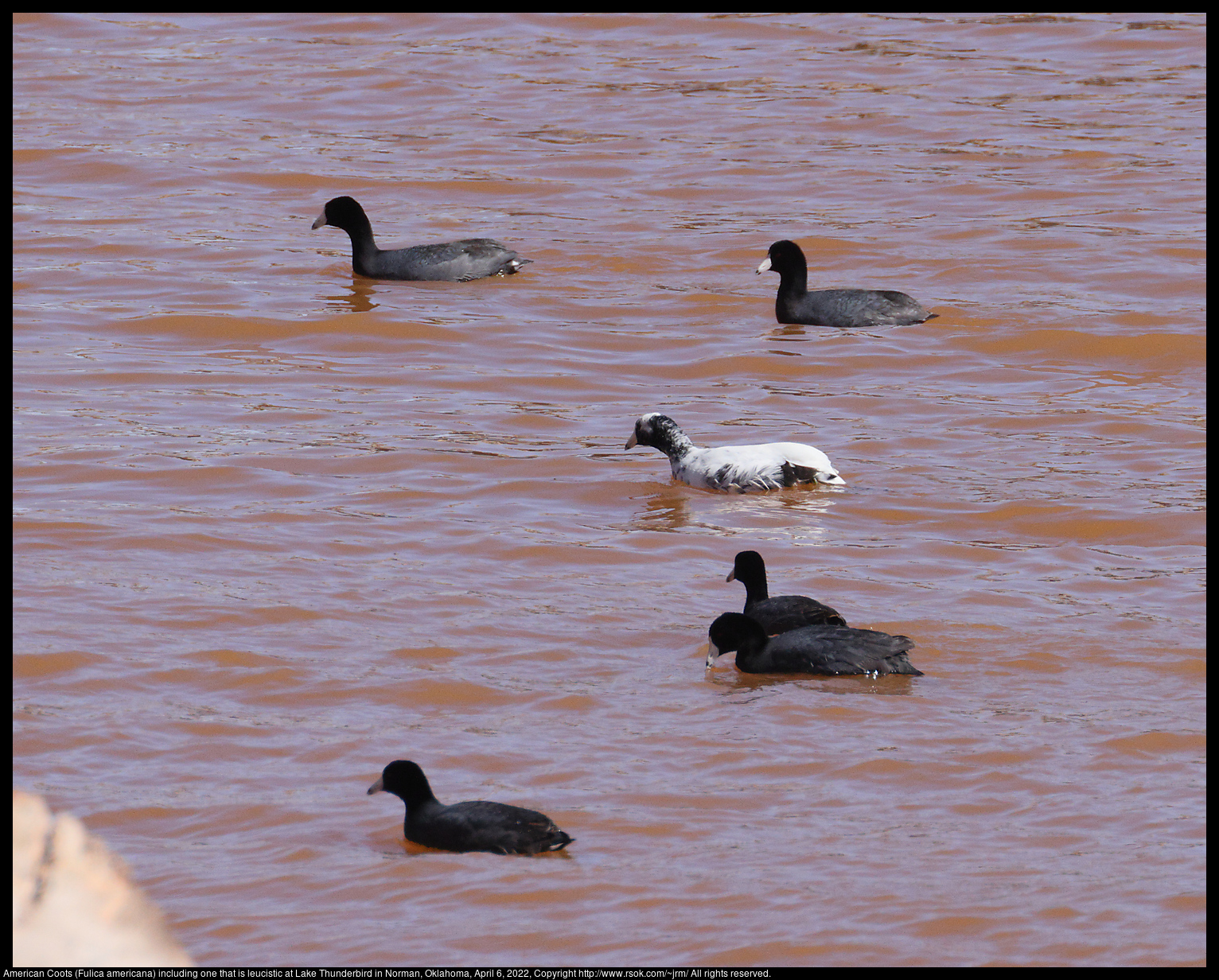American Coots (Fulica americana) including one that is leucistic at Lake Thunderbird in Norman, Oklahoma, April 6, 2022