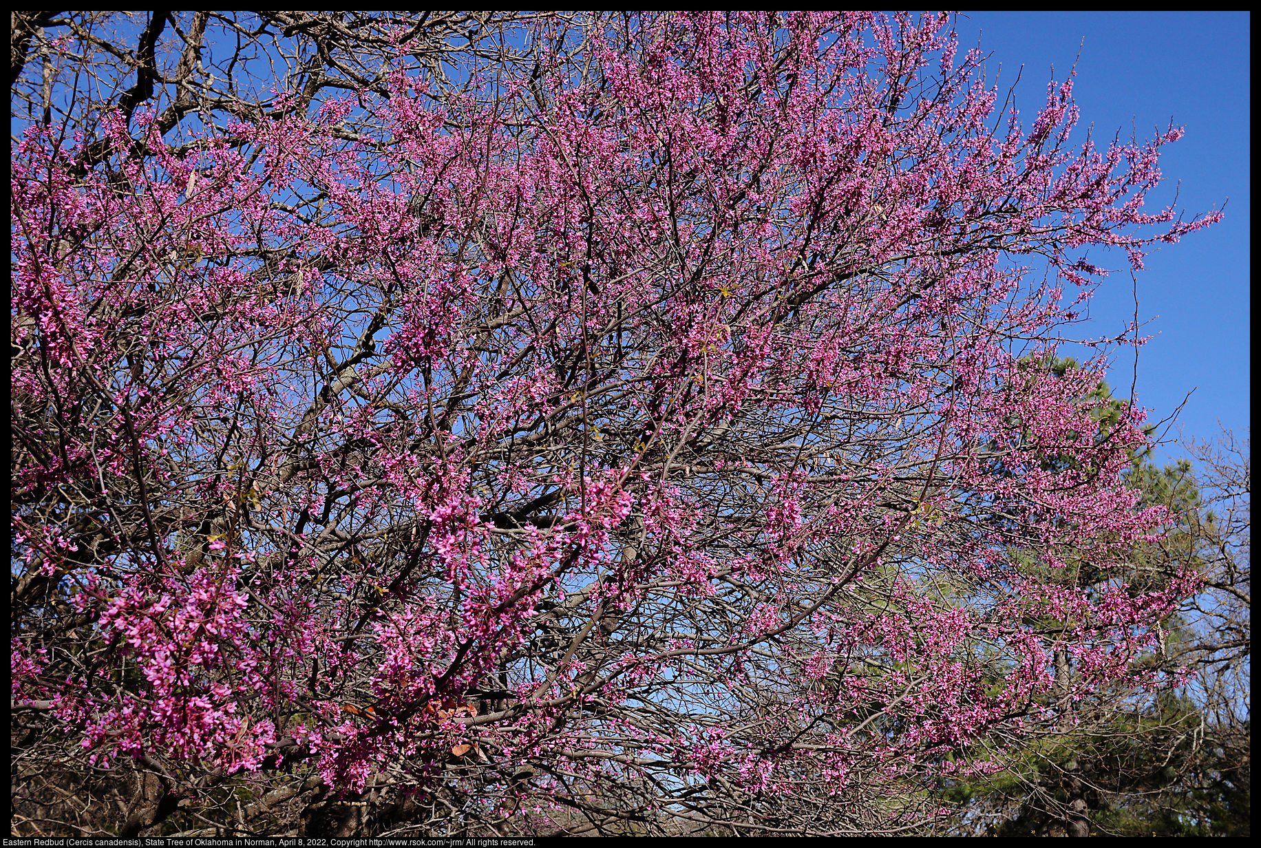 Eastern Redbud (Cercis canadensis), State Tree of Oklahoma in Norman, April 8, 2022