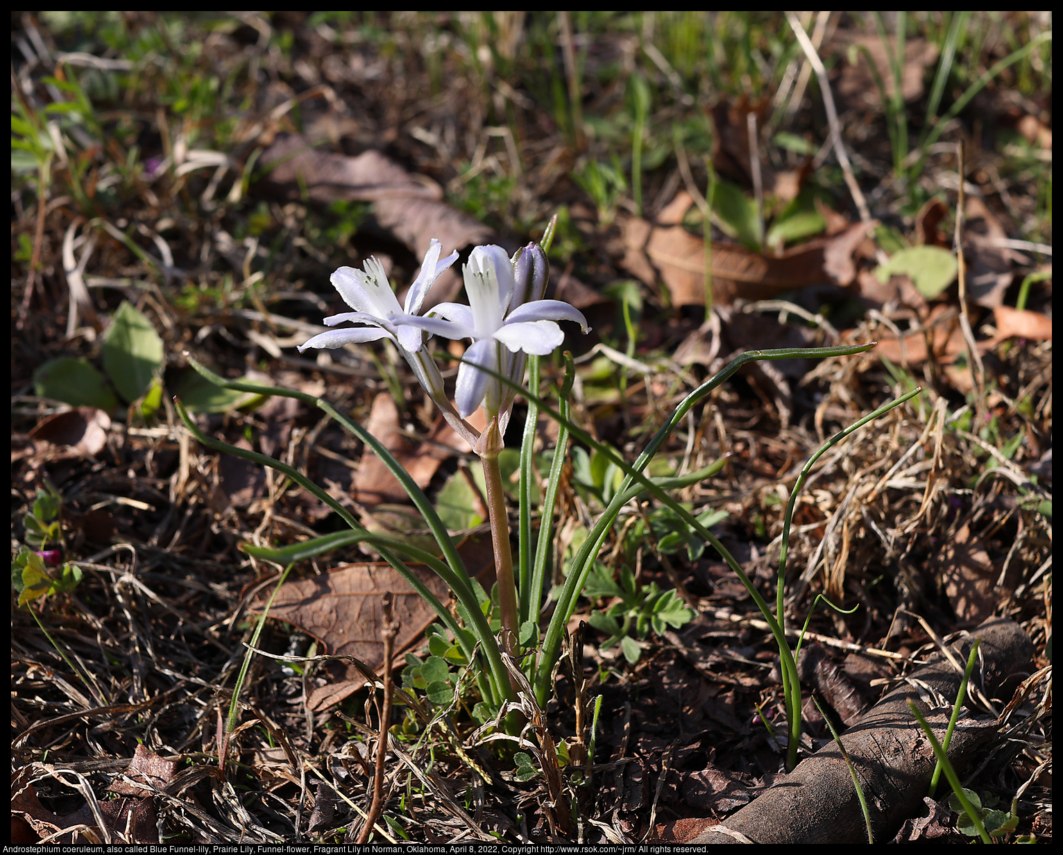 Androstephium coeruleum, also called Blue Funnel-lily, Prairie Lily, Funnel-flower, Fragrant Lily in Norman, Oklahoma, April 8, 2022