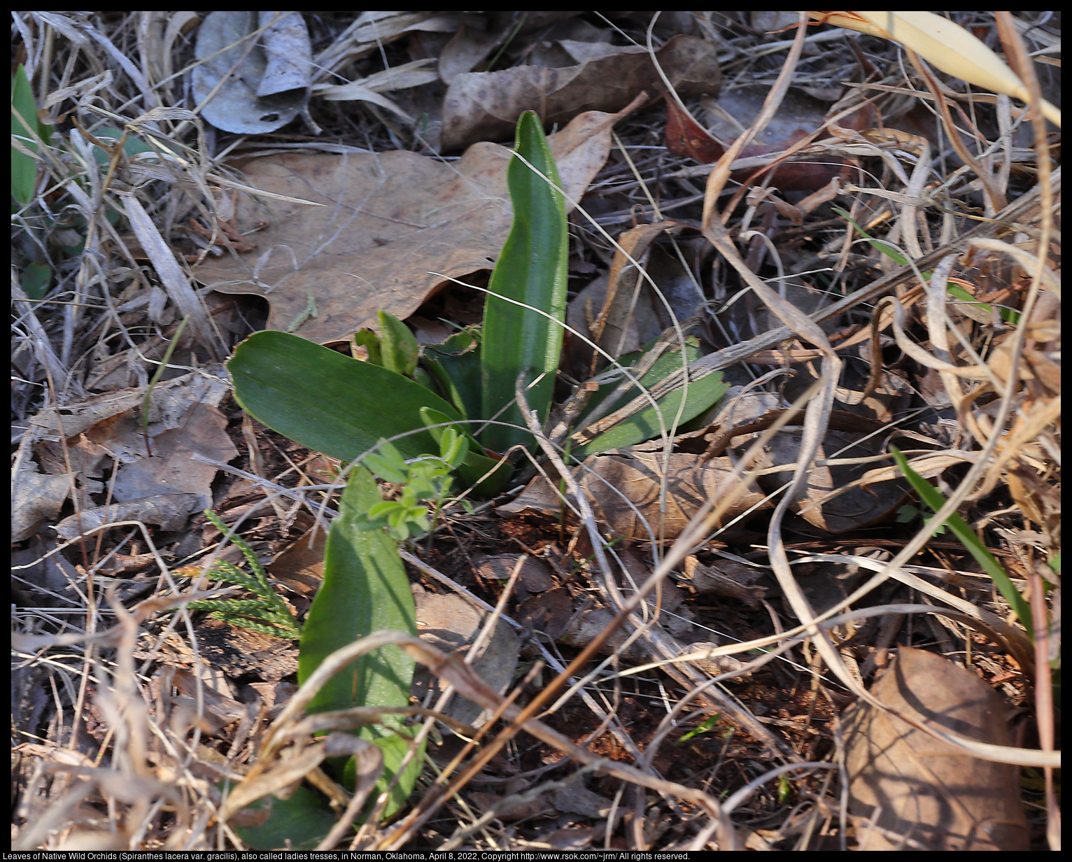 Leaves of Native Wild Orchids (Spiranthes lacera var. gracilis), also called ladies tresses, in Norman, Oklahoma, April 8, 2022