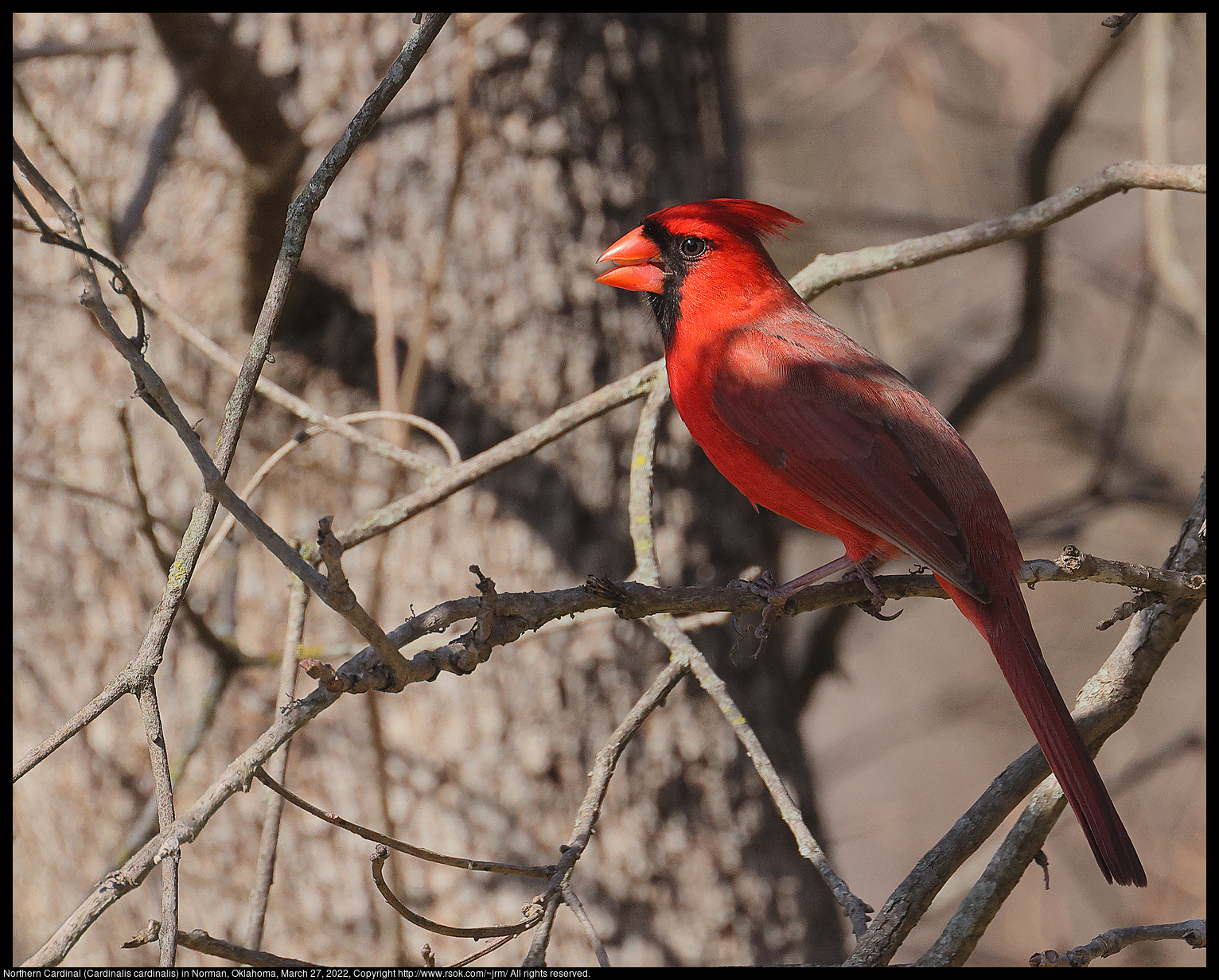 Northern Cardinal (Cardinalis cardinalis) in Norman, Oklahoma, March 27, 2022