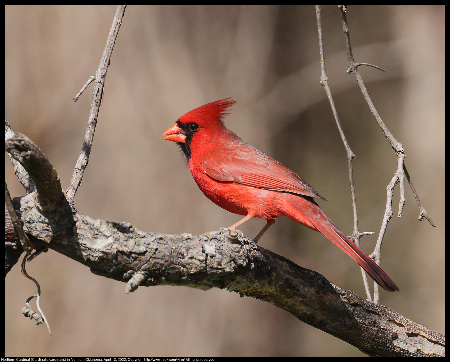 Northern Cardinal (Cardinalis cardinalis) in Norman, Oklahoma, April 13, 2022