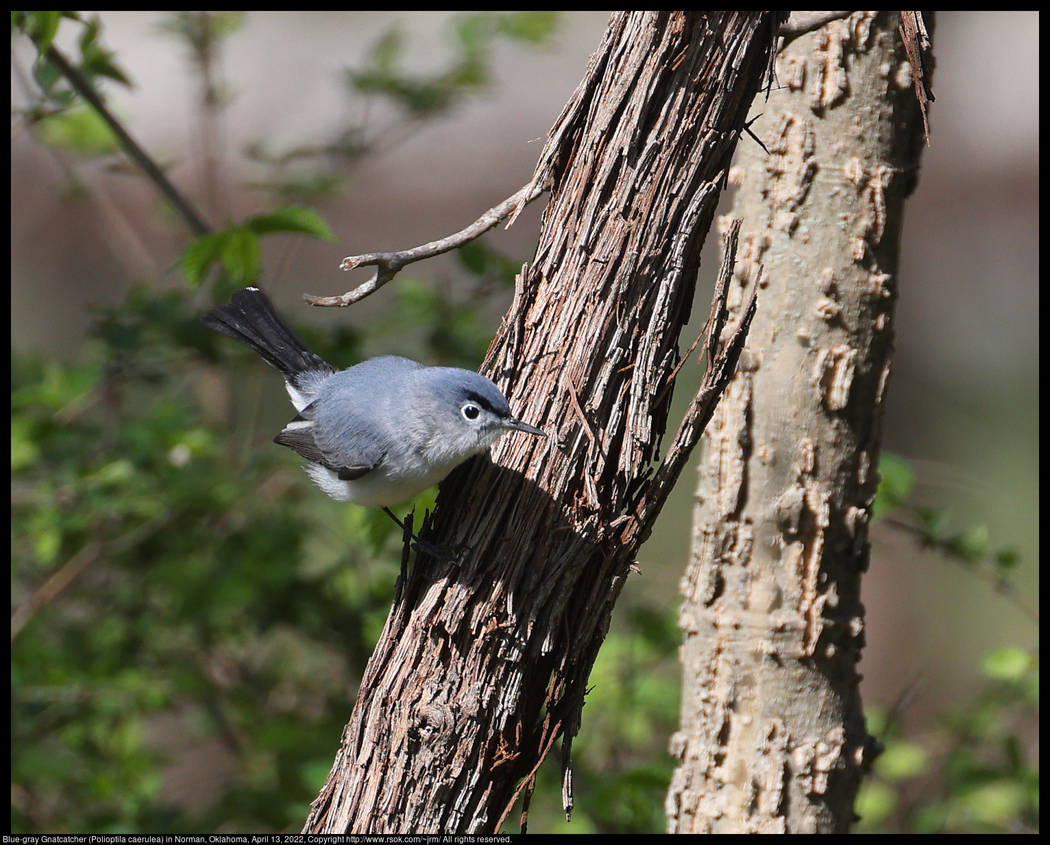 Blue-gray Gnatcatcher (Polioptila caerulea) in Norman, Oklahoma, April 13, 2022